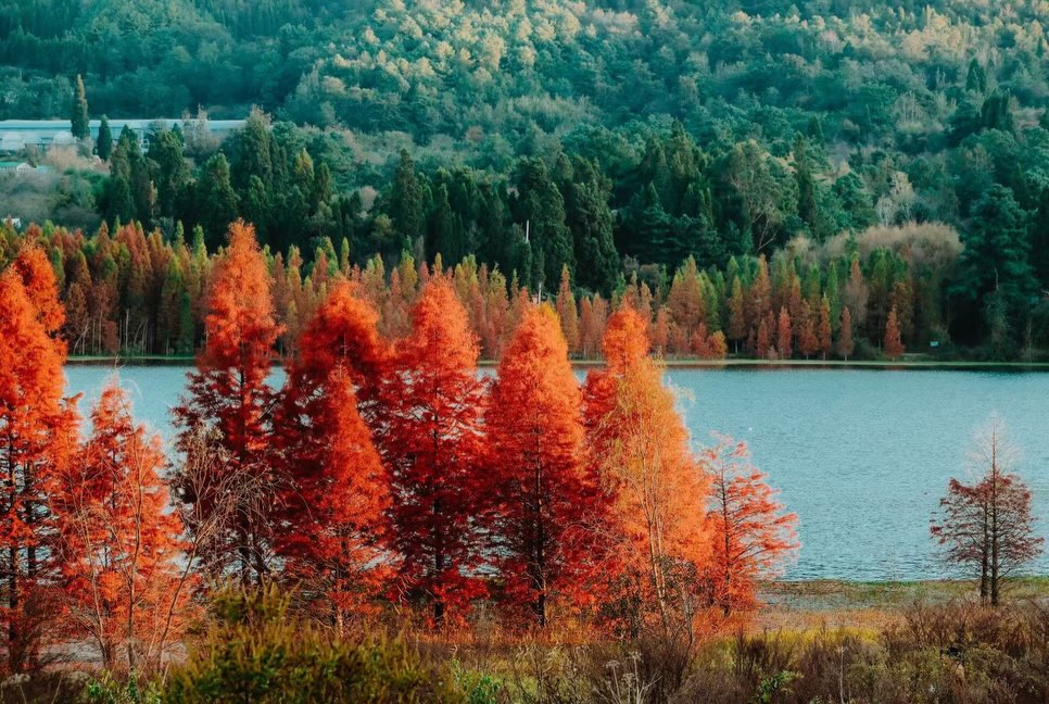 Yunnan in autumn feels like someone quietly turned the world into a painting.
Red, gold, soft sunlight, crisp air — a kind of beauty that makes you slow down without even trying.
These are the moments we love sharing with our travelers…
the quiet trails, the hidden forests, the colours you only see when you take the time to wander.
If autumn is your season, Yunnan is waiting.
📩 DM us to plan your journey.
#YunnanAutumn #kikiholidays #RedLeafForest