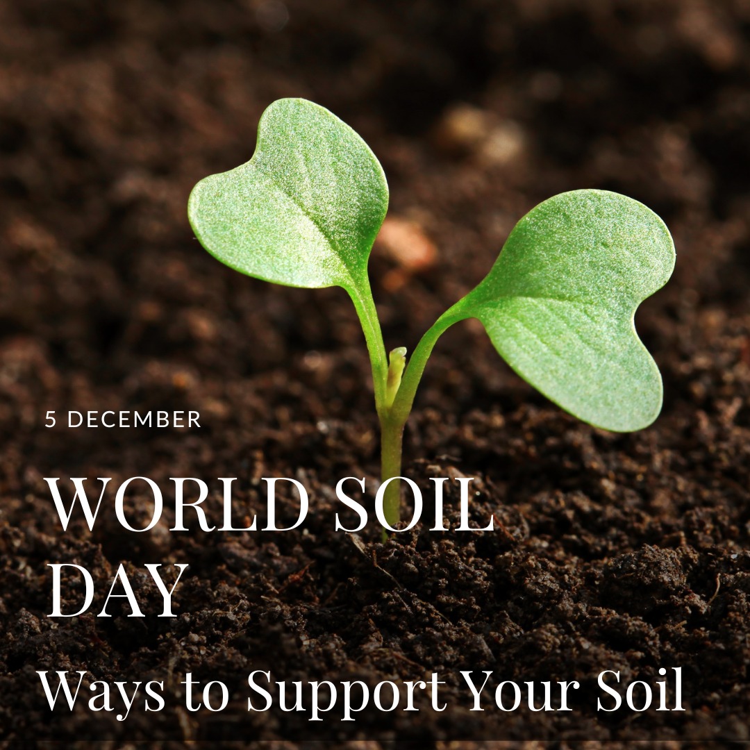 Healthy plants donât start in the leaves; they start in the soil. đ±
For World Soil Day, weâre celebrating the living ecosystem under our feet and sharing a few simple ways to support it every day.
Swipe through for soil-friendly habits that make a real difference:
âš Feed the soil with living biology
đ§ Water to support roots (not suffocate them)
đ Disturb the soil less, so fungal networks can thrive
đ Keep soil covered to protect moisture and life, especially outdoors.
đż Add organic matter to fuel the soil food web
When you care for soil like an ecosystem, it repays you with stronger roots, better structure, and happier plants both indoors and out.
Want an easy soil reset? GROZOME Probiotic Kits, Bamboo Biochar and Bamboo Vinegar deliver a complete blend of beneficial microbes, micronutrients, and biochar to help regenerate soil the way nature intended. Link in bio!
Happy World Soil Day. Letâs grow better biomes together. đ€đ
#WorldSoilDay #SoilHealth #LivingSoil #SoilFoodWeb #PlantCare #RegenerativeGardening #Compost #Biochar #IndoorPlants #HealthySoilHappyPlants #GROZOME #BuildBetterBiomes