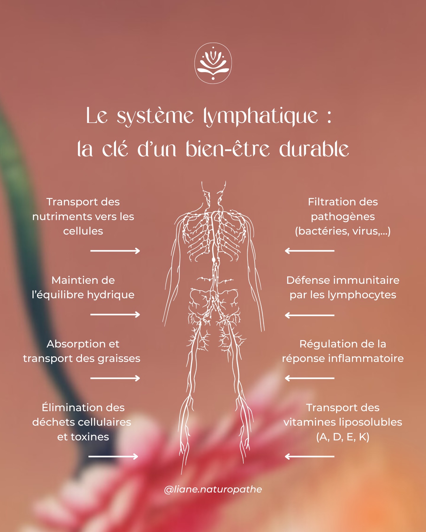 💧Un système lymphatique ralenti ne génère pas uniquement de la rétention d’eau… Il joue un rôle clé dans l’équilibre global du corps.
Et contrairement au système sanguin, il n’existe pas de pompe pour faire circuler la lymphe dans le corps.
Le mouvement et la contraction musculaire sont indispensables pour éviter la stagnation, responsable de lourdeur, rétention, inflammation, fatigue…
👉🏽 Stimuler la lymphe, c’est offrir à son corps un vrai coup de pouce :
• meilleure élimination des toxines
• soutien de l’immunité
• réduction de la rétention d’eau
• équilibre de la réponse inflammatoire
• sensation de légèreté
Le drainage est un geste essentiel pour soutenir un bien-être durable ✨
__________
#drainagelymphatique #bienetremartinique #lymphaticdrainagemassage #naturopathie #santénaturelle #martinique #detox #lymphe