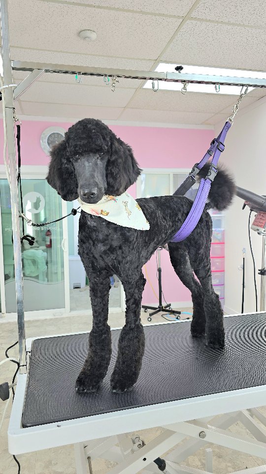 Had lots of fun with Tater tot.😁 Very goofy dogg)))))This is the definition of working with a puppy.
#tsawwassen #petgroomingvancouver #ladnervillage