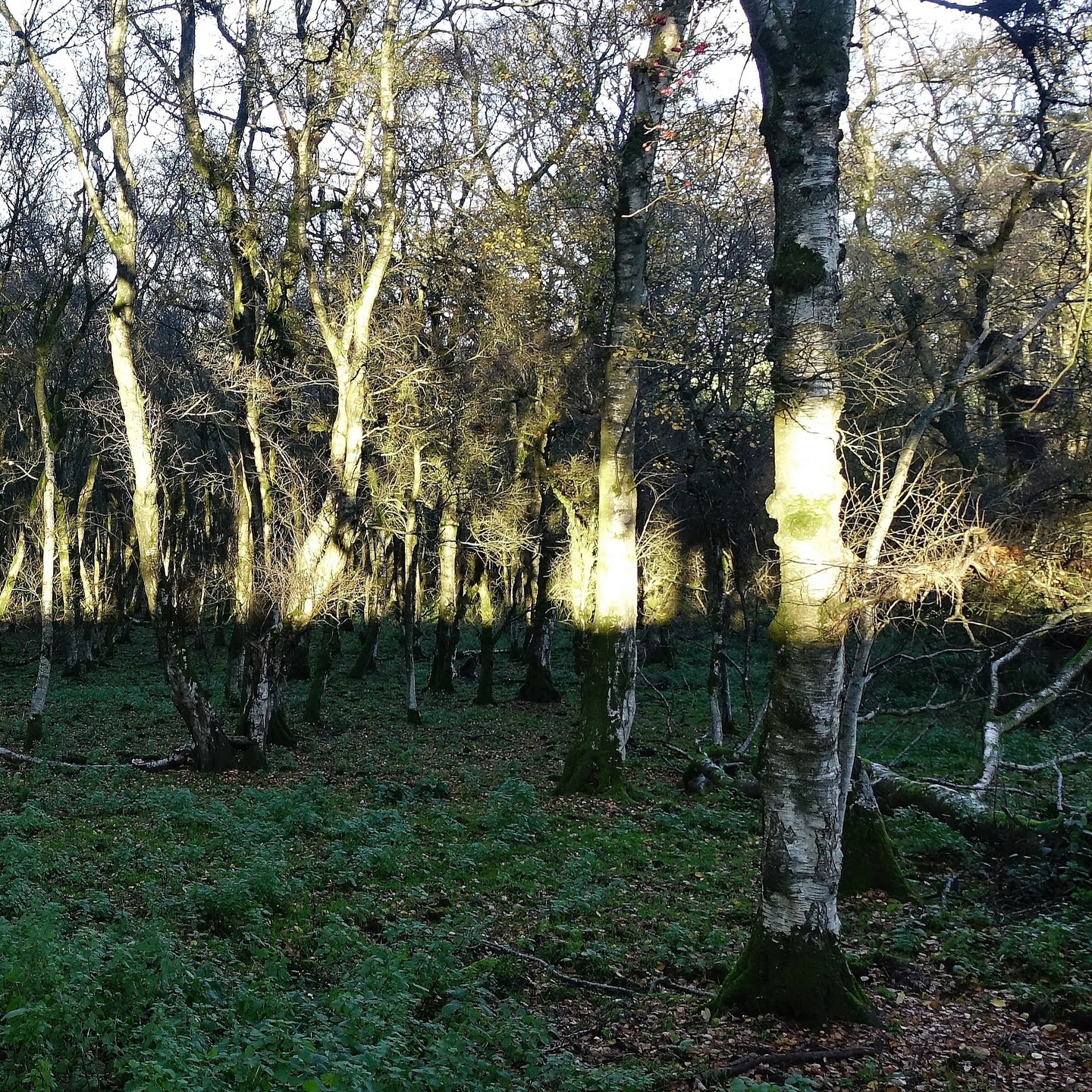 I came across this Birch wood the other day in Monmouthshire. I don't often come across these. It was incredibly lit in the late afternoon sun. Good for firewood - maybe that's why it was there back in the day. #birch #birchtree #birchwood #ancientwoodland #woodlandwalk #sunlight #sunset #welshcollective #walescollective #naturelight #hikewales #ramble #monmoutshire #monmouthshire