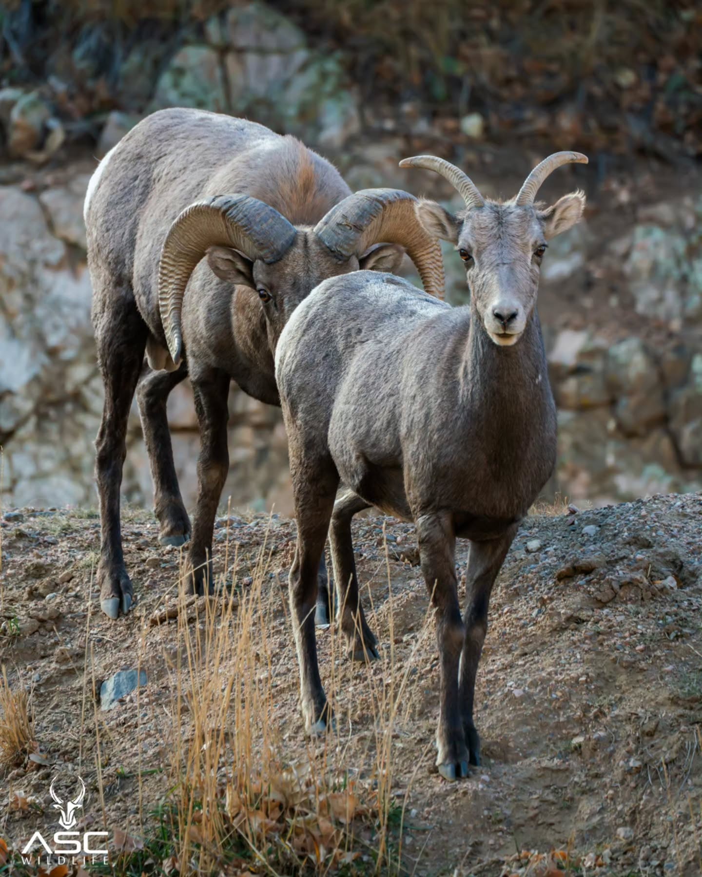 Bighorn sheep Ewe and Ram coming up from behind. We all know what he's after. 😊
Photography by @ascwildlife
.
.
.
#wildlifephotography #bighornsheep #ram #ewe #colorado