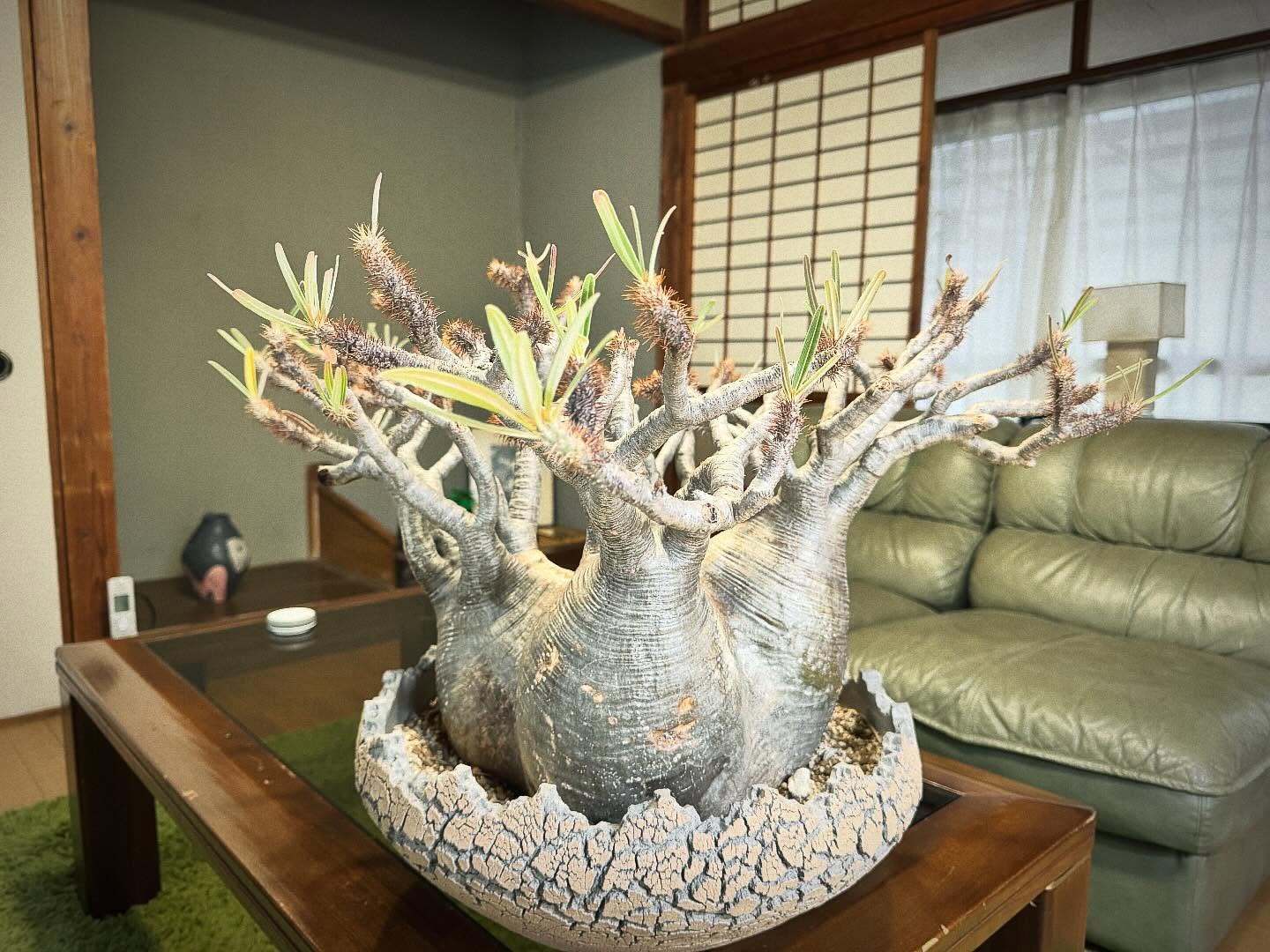 「冬眠」
最近は熊のニュースが特に耳に入りますが…
弊社の御神木もそろそろ冬眠に入るようです…
また来春の新芽が楽しみです…
#福岡 #造園 #伐採 #剪定