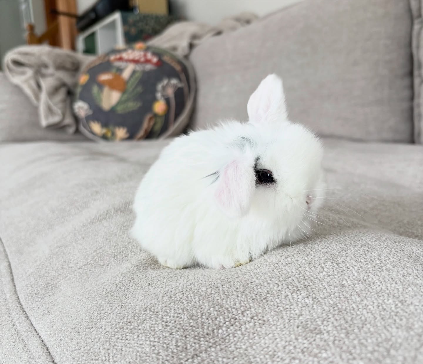 Website availability updated! ❤️🐰