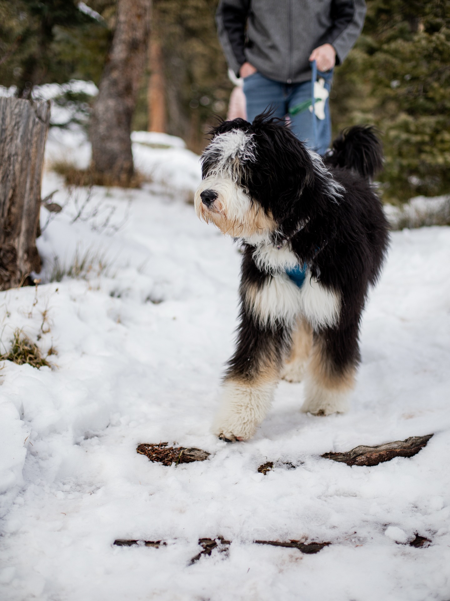 Is it just me, or does this Bernedoodle puppy (Reed) look like he’s auditioning for a Hallmark Christmas movie?
How cute is he??? He is living his best life in the snow….spoiled rotten. Thank you @jdjgirl for sharing your great pics of Reed. We are so grateful you chose to be a part of the Texas Howdy Doodle family ❤️