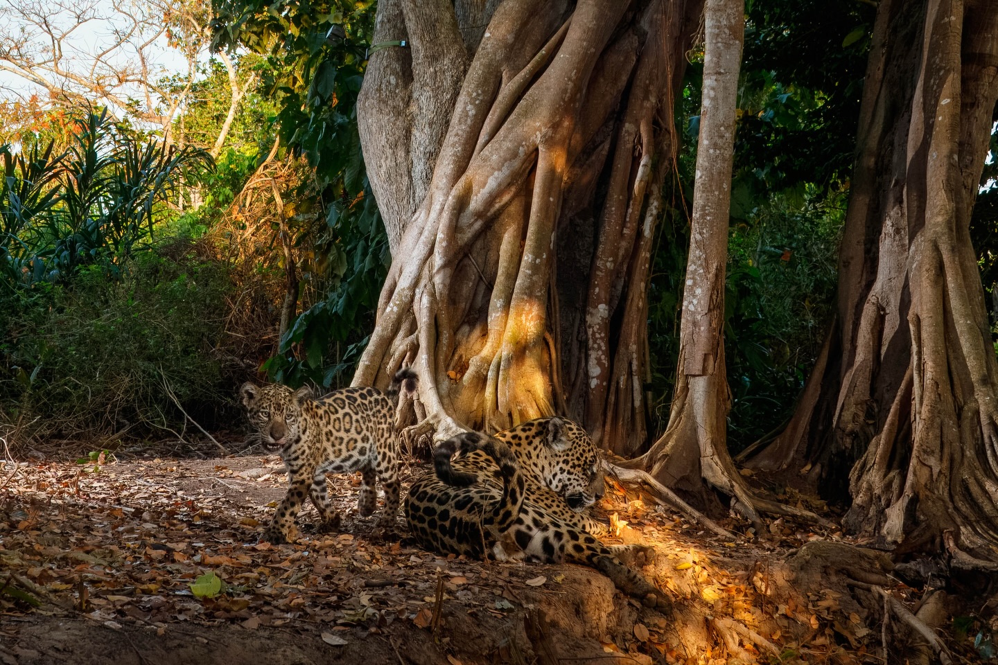 Beneath the towering roots of a giant fig tree, Jaju rests in the dappled light of the Pantanal as her curious cub Meleah, explores the forest floor.
Captured via @camtraptions DSLR camera trap in a collaboration between @wildcatimagingproject and @jaguaridproject, this moment offers a rare glimpse into the hidden lives of Pantanal jaguars and the mothers guiding the next generation.
#jaguar #pantanal #conservation