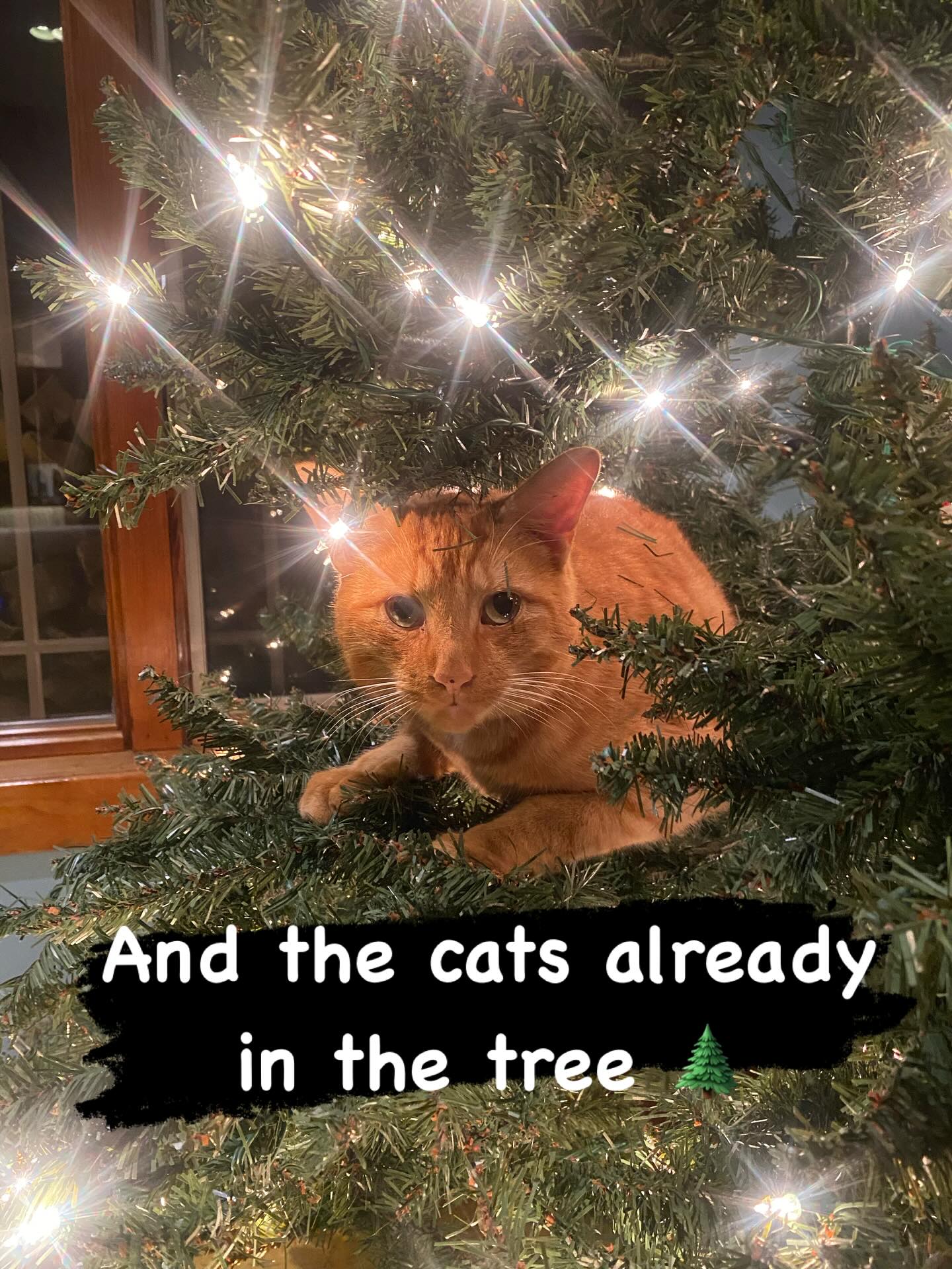 Warning some trees come with cats #cats #cat #catlife #holiday #christmas #christmastree #petlovers #qi #qigong #orangecat