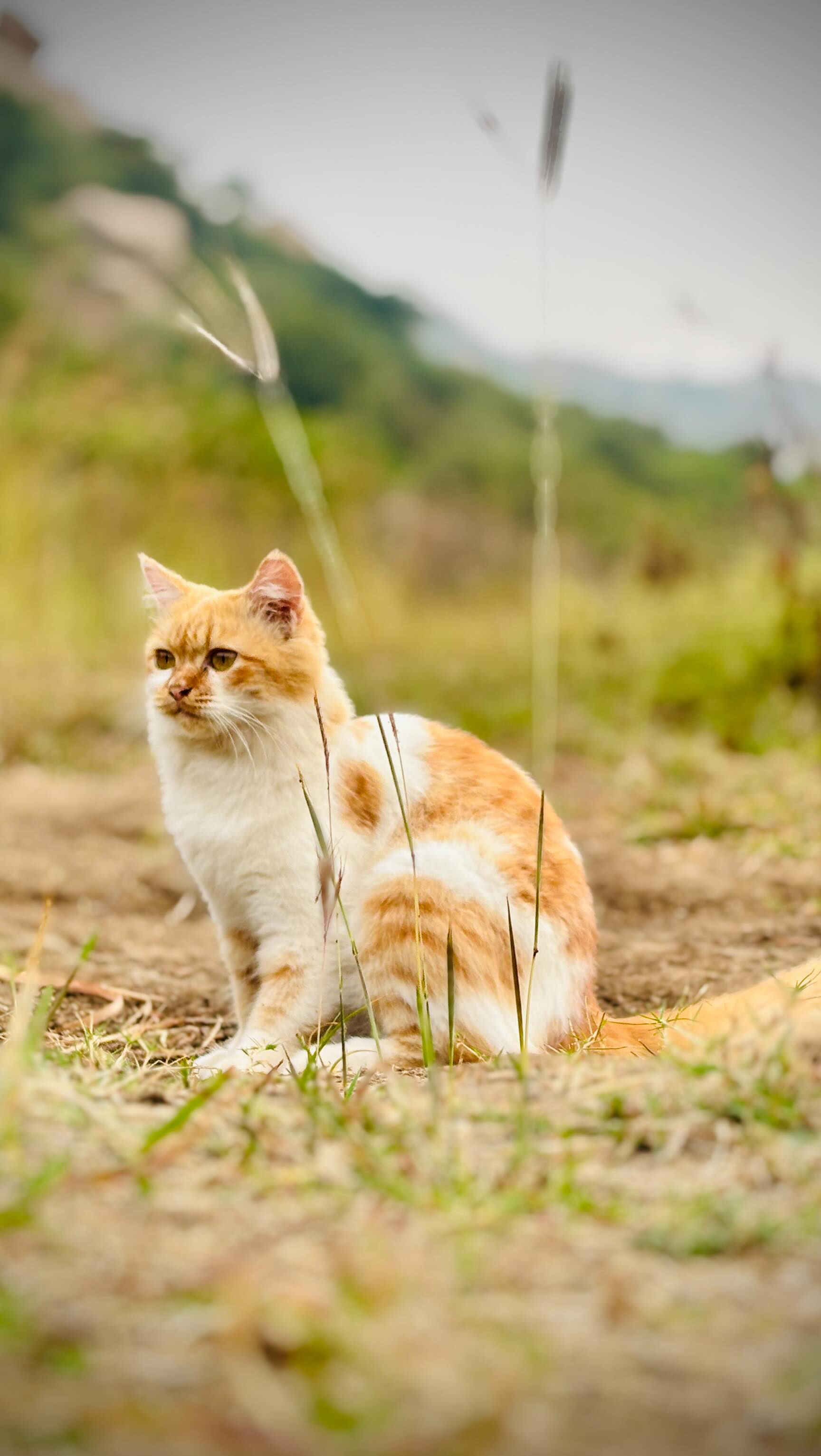 In Hampi with Kulfi, the cat, just wandering and soaking in the quiet moments.
#HampiStories #MotorcycleTravel #India #CatStory