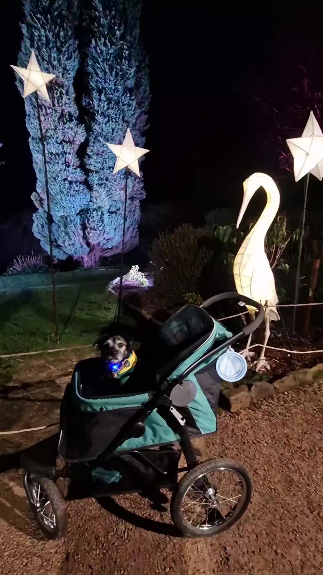 We had what is turning into our annual visit to Leonardslee Lights, for the most magical and enriching evening walk with Tuggy and our good friend (and helpful photographer!), Anna! โจ๏ธ๐๐