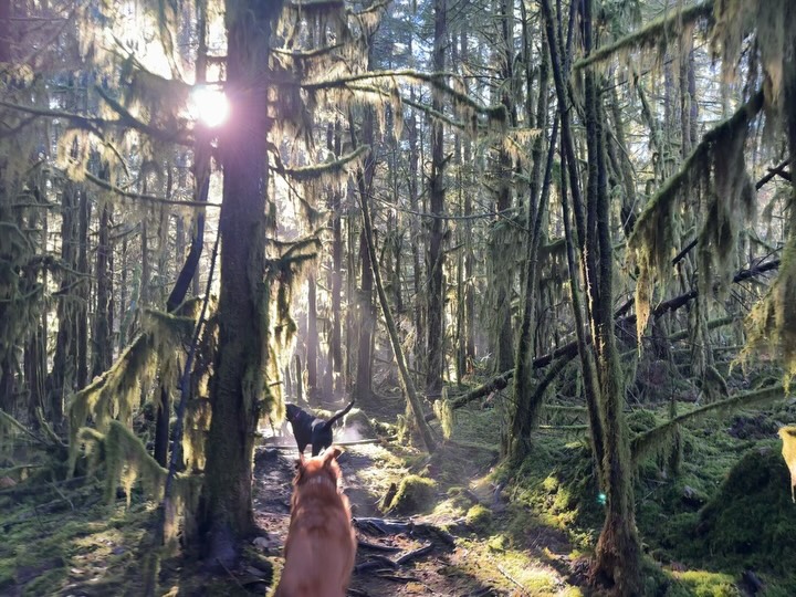 You can feel winter creeping in. The pups don’t mind one bit.
#winteriscomming #winter #autmn #fall #dogsofinstagram #dogwalk