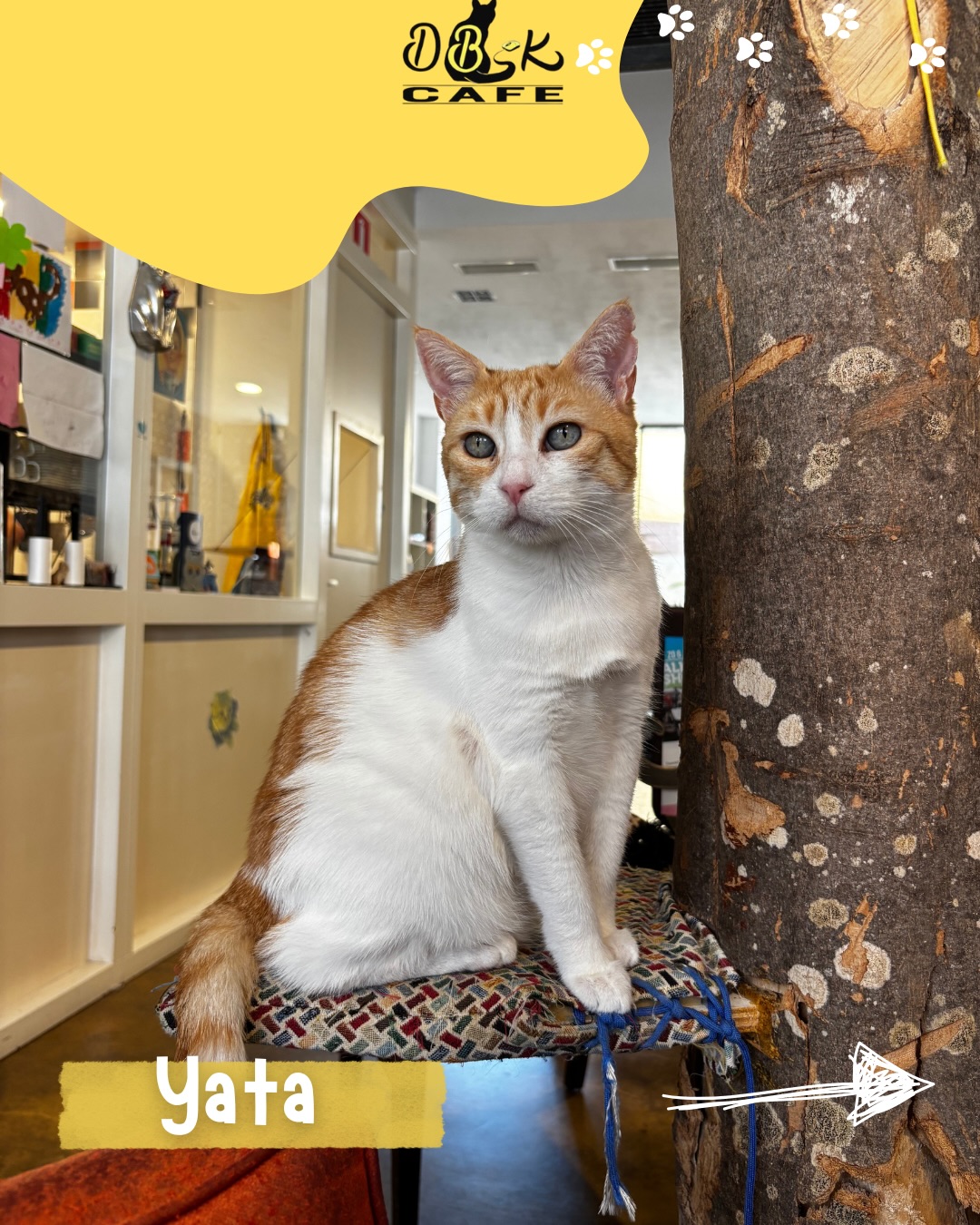 Mijn naam is Yata — het Griekse woord voor “kat”.
Als je rustig naar me toe komt, vind ik het heerlijk om geaaid te worden. Ik zit graag op schoot, maar wel op mijn voorwaarden: ik kies zelf op welke schoot ik ga zitten, en wanneer.
Over het algemeen kan ik goed overweg met de andere bewoners, maar Myti, Mati en Zevra… die mogen niet te dichtbij komen. Als dat toch gebeurt, klim ik snel een hoge boom in om alles vanop een veilige afstand te bekijken.
Spelen doe ik het liefst met hengelspeeltjes. Mijn absolute favoriet? De groene mamba. Maar ik hou er niet van als speeltjes vlak bij mijn hoofd worden bewogen — ik ben een echte jager, dus grote bewegingen over de grond vind ik veel leuker.
Omdat ik allergieën heb, krijg ik een speciaal dieet. Dat betekent dat ik écht geen mensensnacks mag hebben, ook al kijk ik soms alsof ik dat wel zou willen.
Ik ben zachtaardig, kieskeurig en een beetje eigenwijs — precies zoals een dame van mijn leeftijd hoort te zijn.