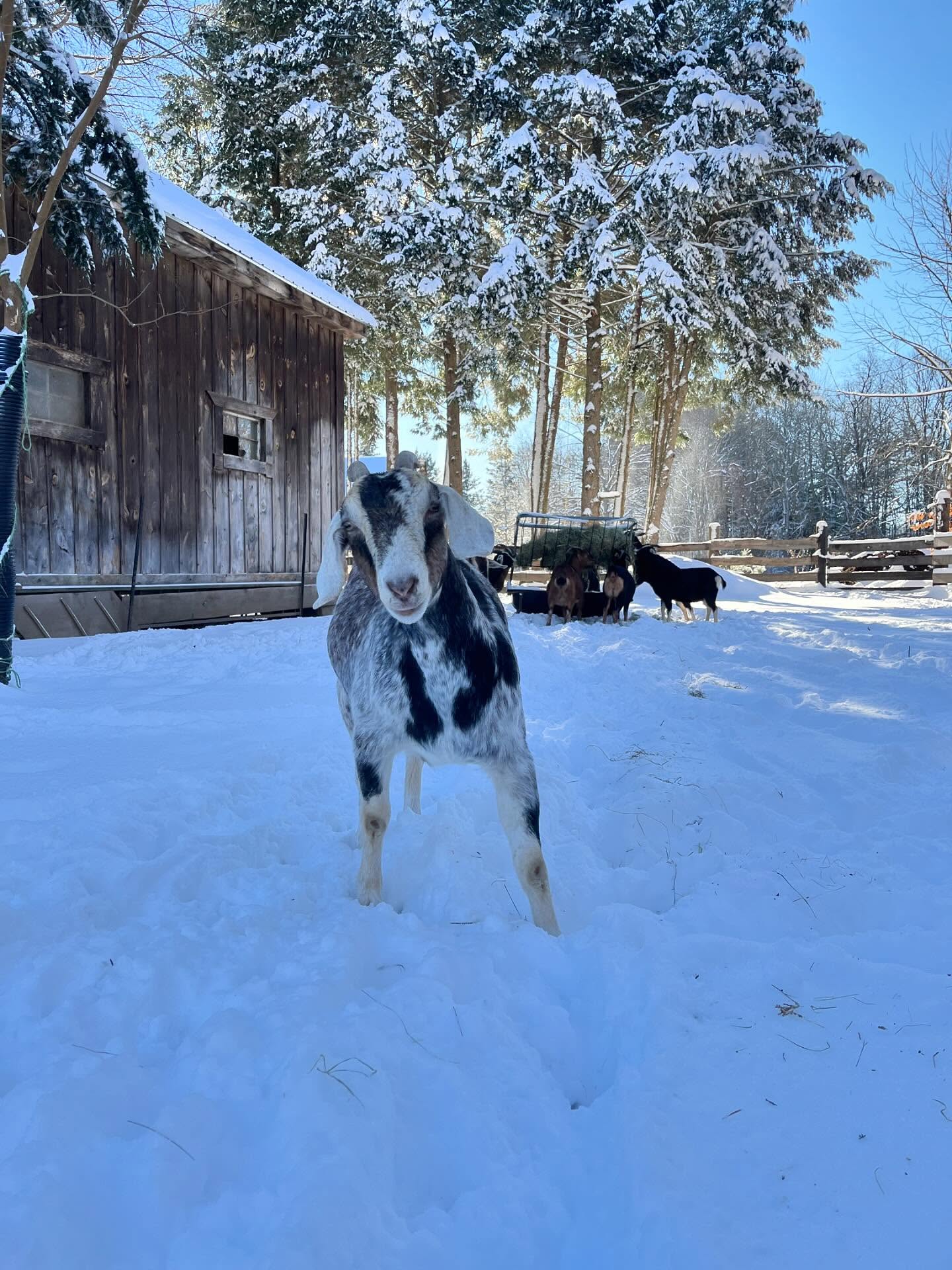Post snow day vibes ♥️❄️
