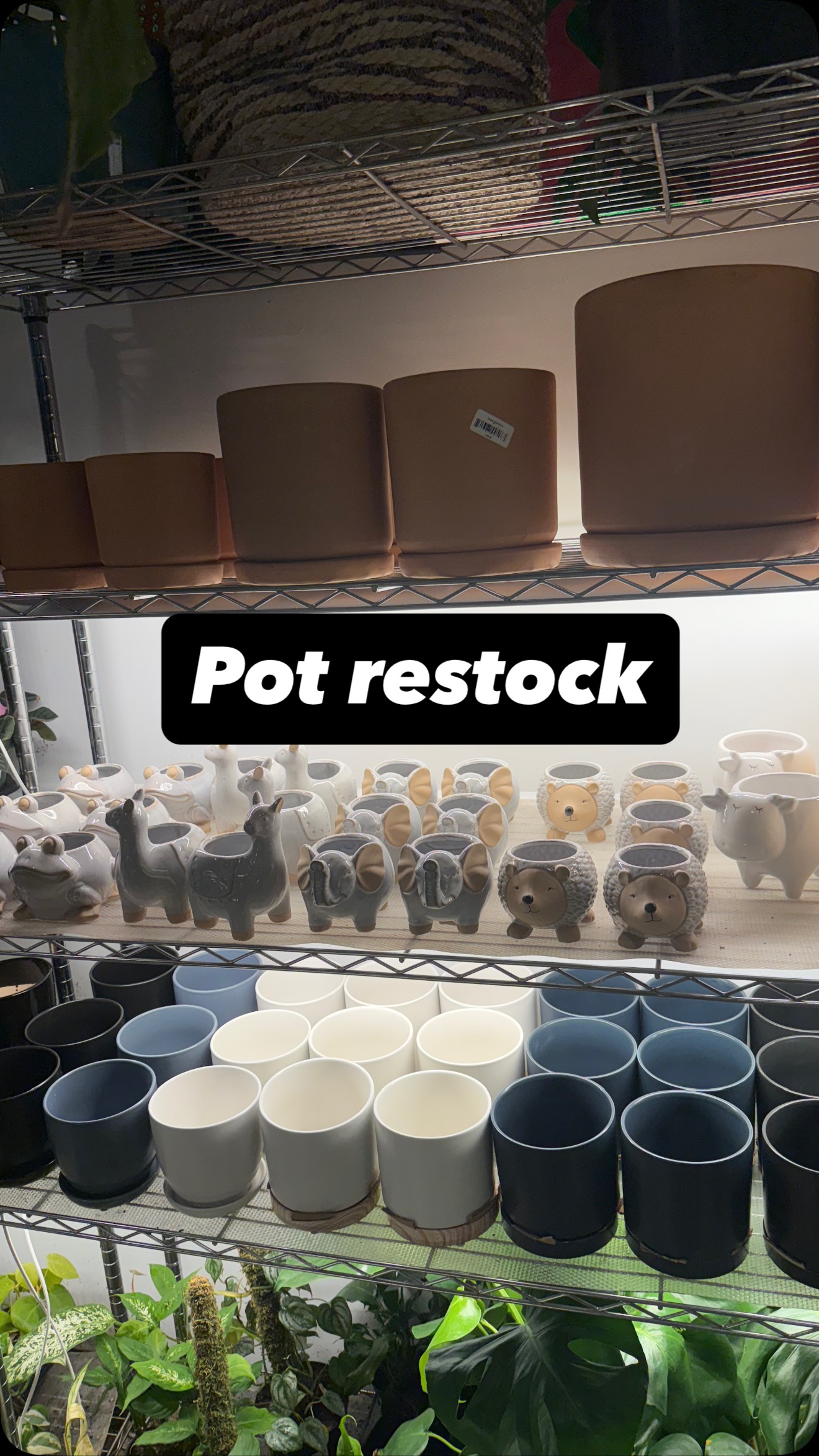 A pot restock, just in time for the holidays whether you’re looking for one for your self or for a great white elephant gift! We have the one for you!! 🪴🪴🪴
#booshnursery #plantshop #houseplant #restock #pottery #plantpots #pots #animalpots #cutepots #seattle #smallbusiness