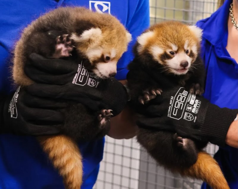 LDL Studio is absolutely thrilled to celebrate the birth of the new Red Panda Twins at the Roger Williams Park Zoo! 🥳 We may have imagined names like Glenn and Gary, but Katara and Sokka are just as delightful! 🥰
Our firm proudly completed the new Red Panda Exhibit, designed to be a top-tier space that supports animal breeding and contributes significantly to global conservation efforts. 🌎🌿
From concept through completion, this project was a labor of love!
Sending our heartfelt congratulations and best wishes to the entire Red Panda family this Holiday Season! 🎁🎄
#RedPandaTwins #RogerWilliamsParkZoo #Conservation #ZooDesign #LDLStudio #AnimalBabies #HolidayCheer