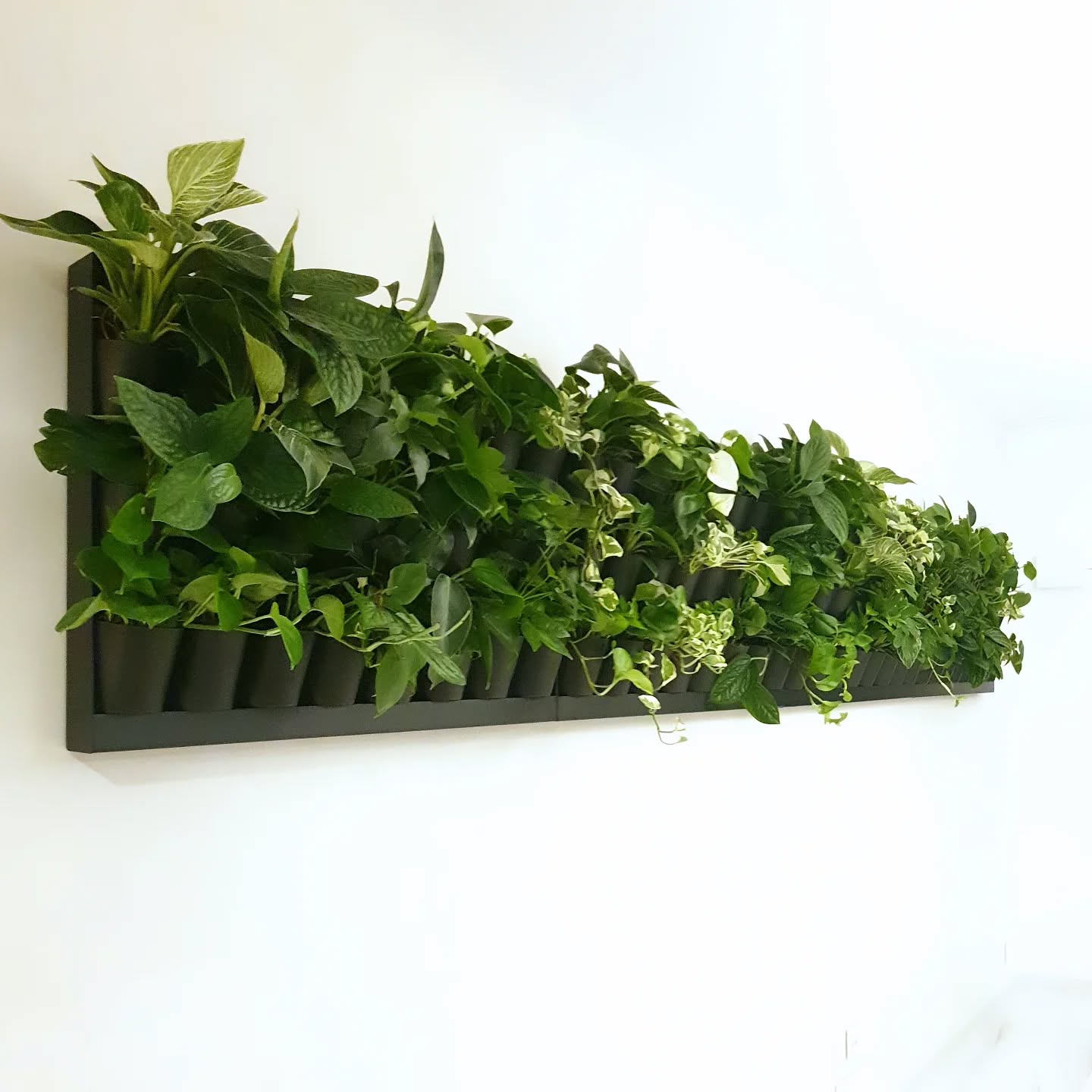 #livingwall
#ziveobrazy
#eo