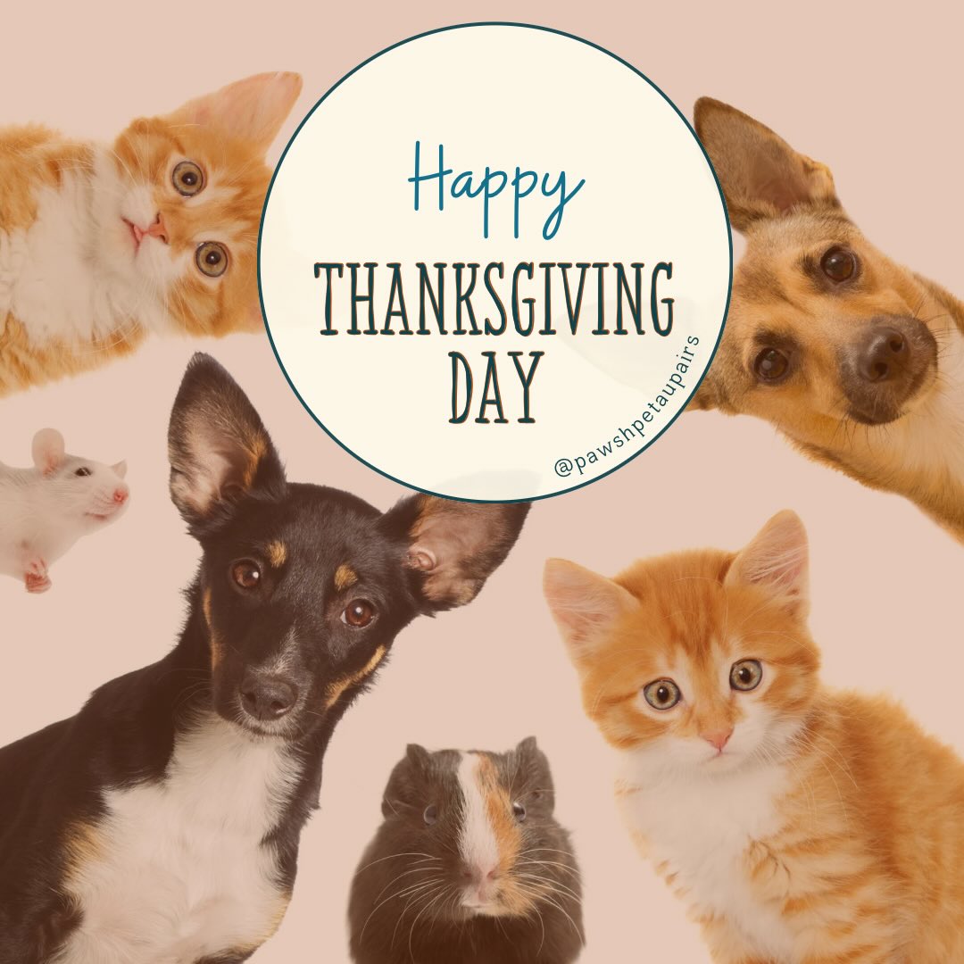 Happy Thanksgiving from Pawsh Pet AuPairs!
Grateful for the tail wags, purrs, goofy grins, the clients who trust us, and all the joy your pets bring to our days. Our hearts (and treat bags!) are full! 🐾🧡 #gratefulforyou #thanksgiving #happypets #petsbringjoy #pittsburghpetsitter