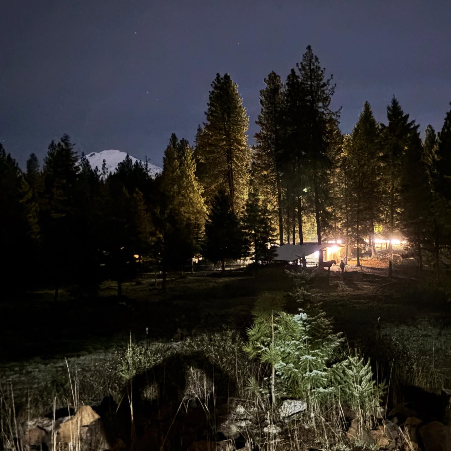 Welcome the holiday season with the help of this mini series of 4 Awareness Through Movement lessons and find out what the Feldenkrais Method can do for you. Find relaxation, joy, and fun while increasing mobility, coordination, and self-awareness. Whether you are looking to reduce (chronic) pain or improve your overall quality of movement, the Feldenkrais Method is here to help!
4 lessons from December 1st to 22nd and December 4th to January 1st.
Classes will be taught on Zoom on Mondays at 7pm (Pacific) and Thursdays at 9:30am (Pacific).
Once you sign up you will receive an email with the link for Zoom.
You will need: an electronic device with a Zoom account and camera, a mat or blanket for on the floor, comfortable clothing, curiosity.
For anyone who has been on the fence about joining my Feldenkrais lessons, this is a great time to give it a try. Find some peace and quiet during the busyness of the holidays and maybe find a new routine of doing something just for yourself (and your horse(s), really) before the new year starts? Sign up under https://www.vinurfarm.com/events-2025 and contact me with any questions! #feldenkrais #awarenessthroughmovement #movebetter #feelbetter #livebetter