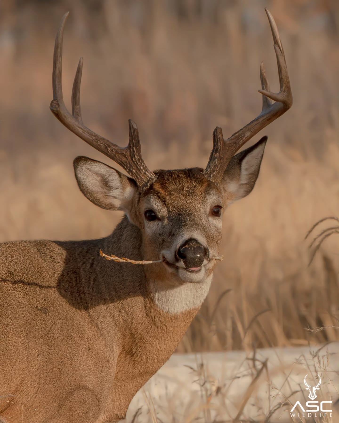 Umm have you seen a more handsome buck? 🌹🦌
He looked up and struck this pose. Why aren't the ladies fighting over him!! 😂
Hope you enjoy!
Photography by @ascwildlife
.
.
.
#wildlifephotography #whitetail #buck #deer #romantic