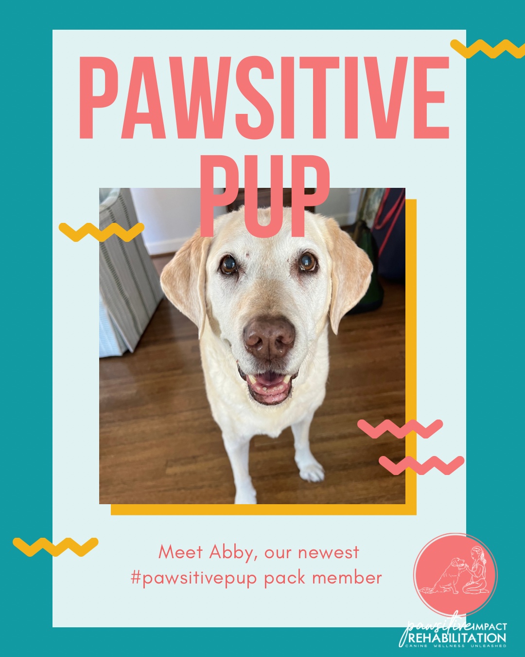 Meet Abby! 💛🐾
This sweet senior Labrador Retriever is joining us for rehab to help manage her osteoarthritis. She’s already winning hearts with her gentle spirit, and we’re excited to help her stay comfortable, strong, and moving her best. ✨💪