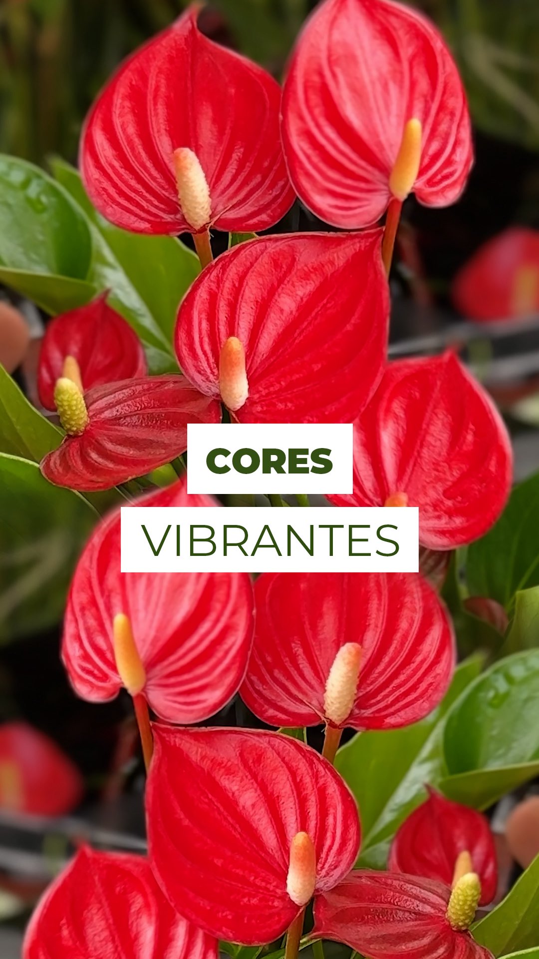 Quer um antúrio sempre colorido e cheio de vida? ✨❤️
A chave está em três pontos: boa luz, substrato leve e ritmo de regas.
Com claridade forte (sem sol direto), solo arejado e hidratado na medida certa, ele mantém a cor vibrante por muito mais tempo.
Umidade nas folhas e adubação regular completam o cuidado e o resultado aparece nas brácteas novinhas, sempre lindas.
E aí, como está seu antúrio?
Conta pra gente nos comentários 👇
#anturio #anthurium #planta #anthuriumlove #anturios