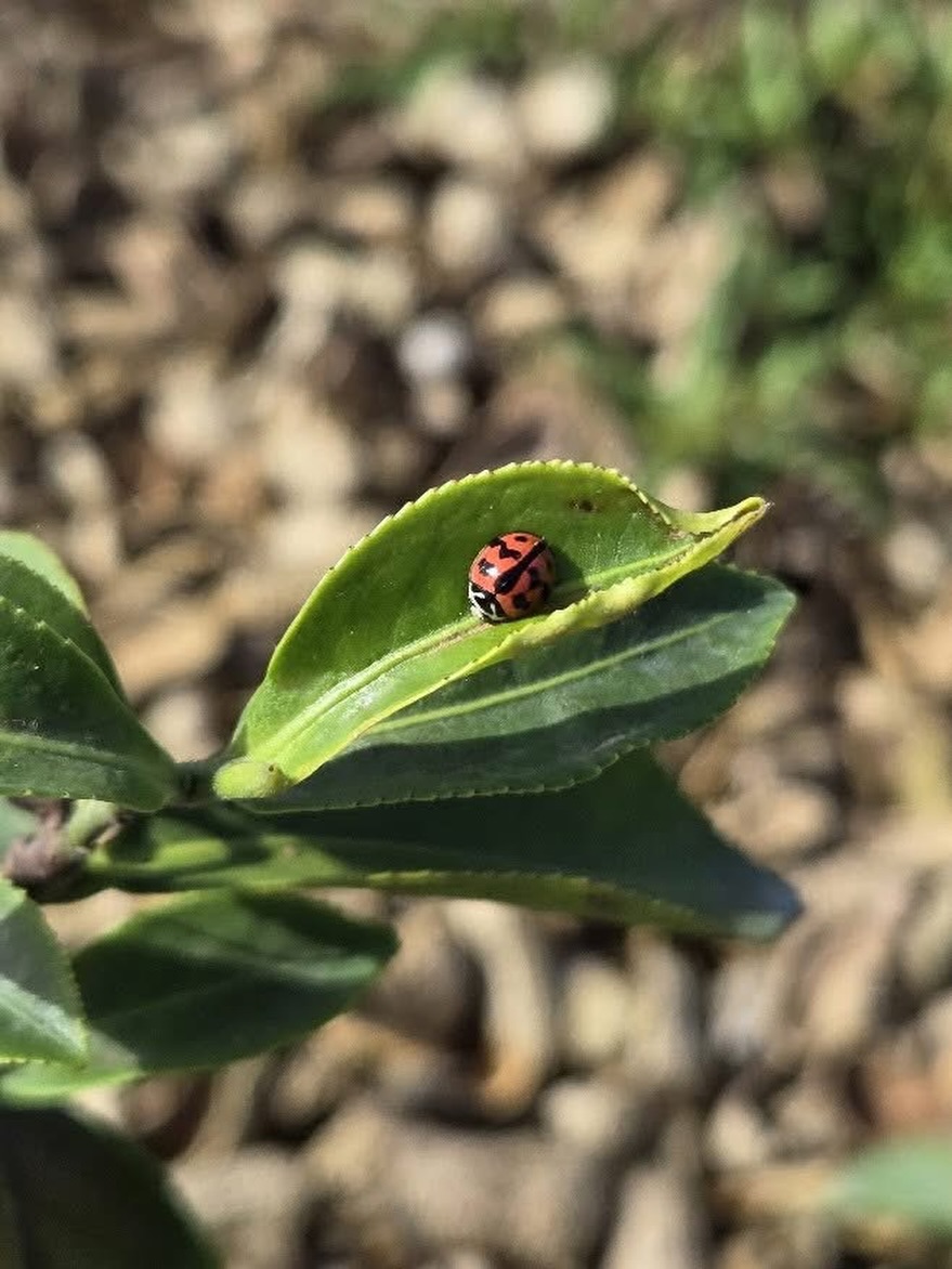 𝑨 𝒉𝒆𝒂𝒍𝒕𝒉𝒚 𝒕𝒆𝒂 𝒈𝒂𝒓𝒅𝒆𝒏 𝒊𝒔 𝒇𝒖𝒍𝒍 𝒐𝒇 𝒍𝒊𝒇𝒆. 🍃🐞
This little ladybird is more than just a charming visitor — it’s a sign that the land is thriving.
At our organic estate in Taiwan, biodiversity is part of the philosophy. No synthetic pesticides, no shortcuts — just nature doing what it does best. From the soil to the sky, every part of the ecosystem plays a role in growing clean, flavourful, and truly living tea.
Good tea starts with good earth.
And that’s something you can taste in every cup.
#OrganicTea #TaiwaneseTea #FormosaTeaCo #milkoolong #Biodiversity #TeaWithCare #NaturalFarming #LadybirdLuck #TeaGardenLife #OolongLovers #greentea #luxurylifestyle #sustainability