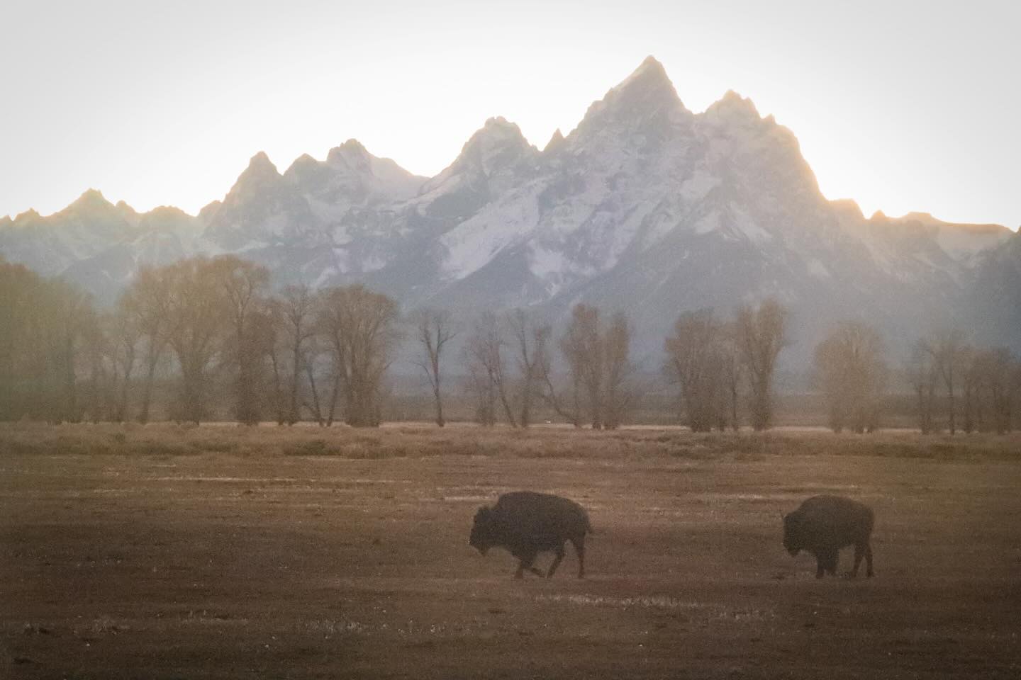 Happy Thanksgiving 2025 from the USA — grateful for this grand & unique country, may we recognize mistakes & never repeat them 💫
Here are some of my best bison shots from the Tetons recently, the real American heroes 🇺🇸
