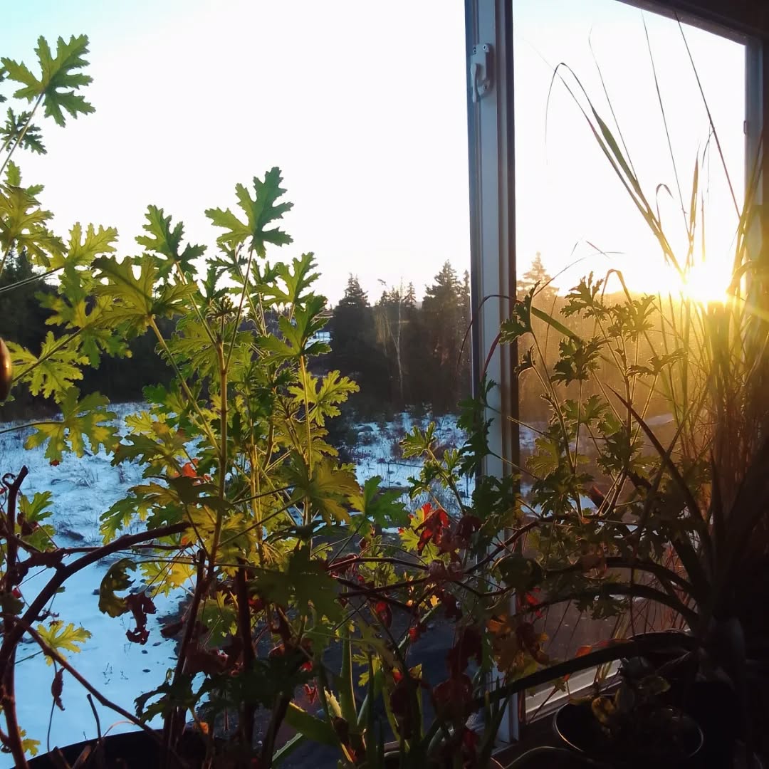 The seasonal Qi is good right now. Enjoy the dive into the river and the rotting things on the way there. The last tree looks to be 90 years old. 🩷💙🩵🙏