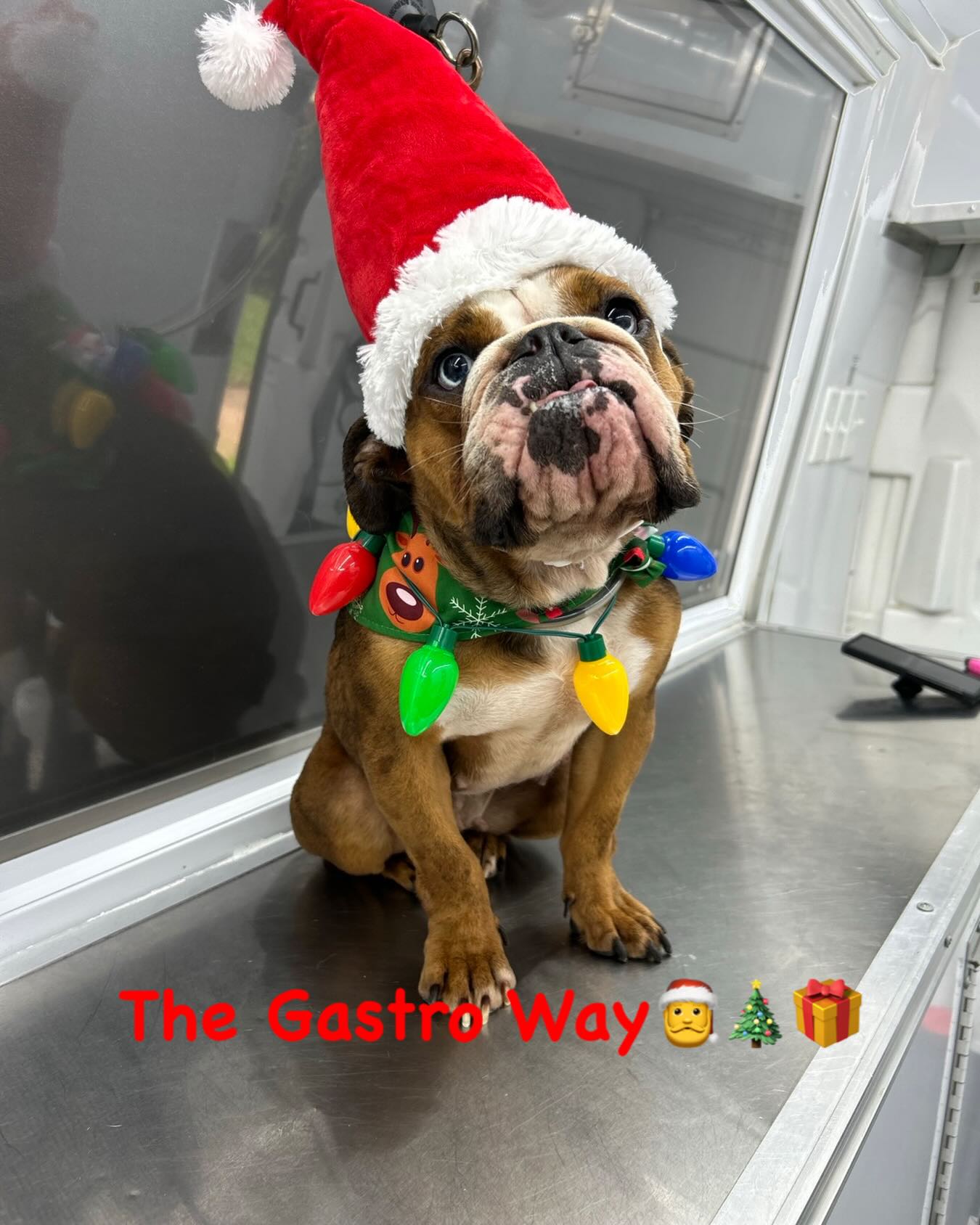 Dulce on her Christmas strut again with Gastro Mobile Dog Wash🧼🛁🫧 The Gastro Way🐾