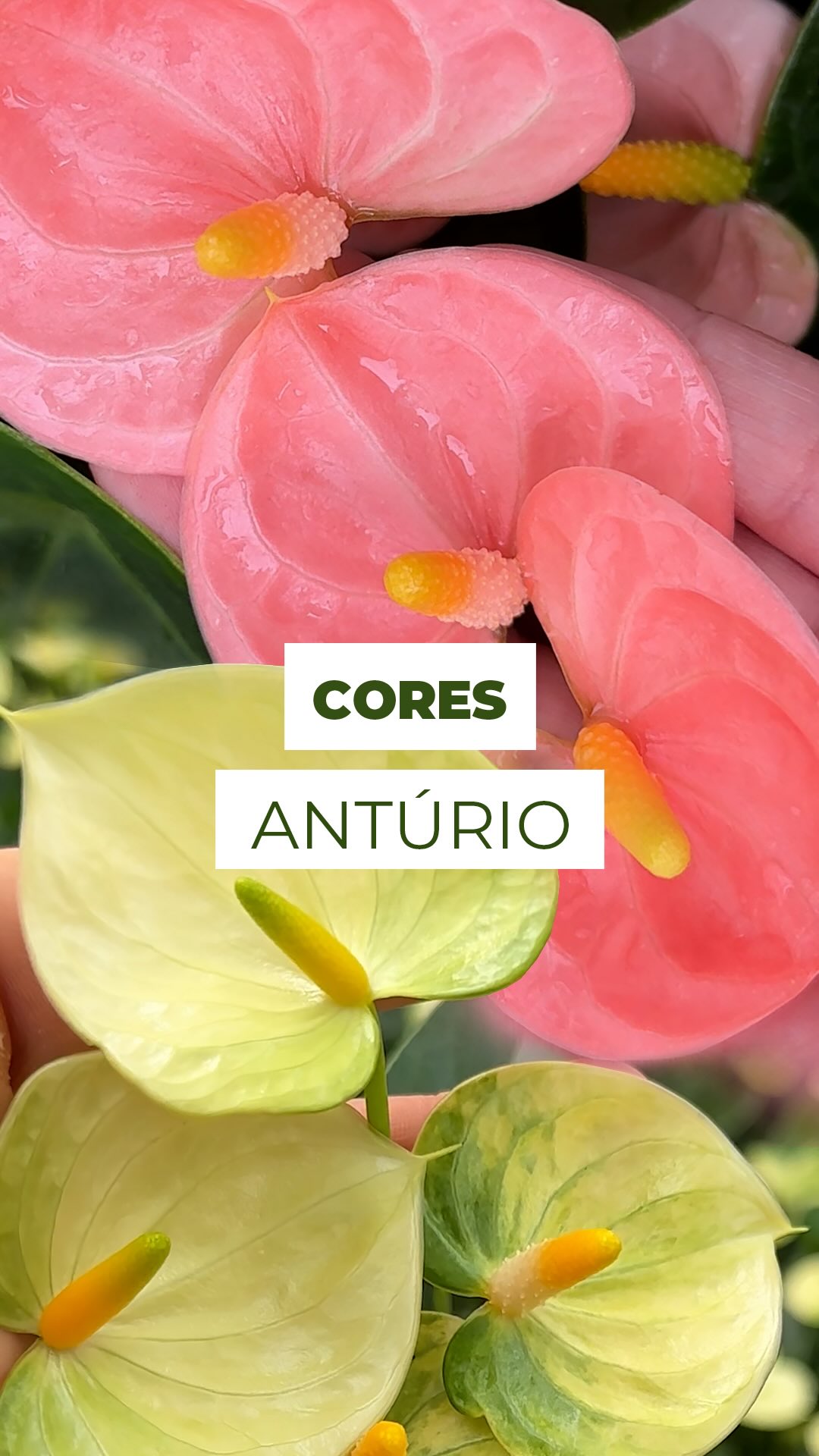 Antúrios e suas variedades! ✨
Branco, amarelo com bordas esverdeadas, rosa claro, preto, verde, vermelho compacto cheio de flores… e até versões com folhas alongadas ou gigantes que roubam a cena! Cada um com sua personalidade e charme único. 🌿💚❤️🖤💛
E aí, qual deles você escolheria para levar pra casa?
#Anturios #Anthurium #FlordoCoração #Plantas #anturio