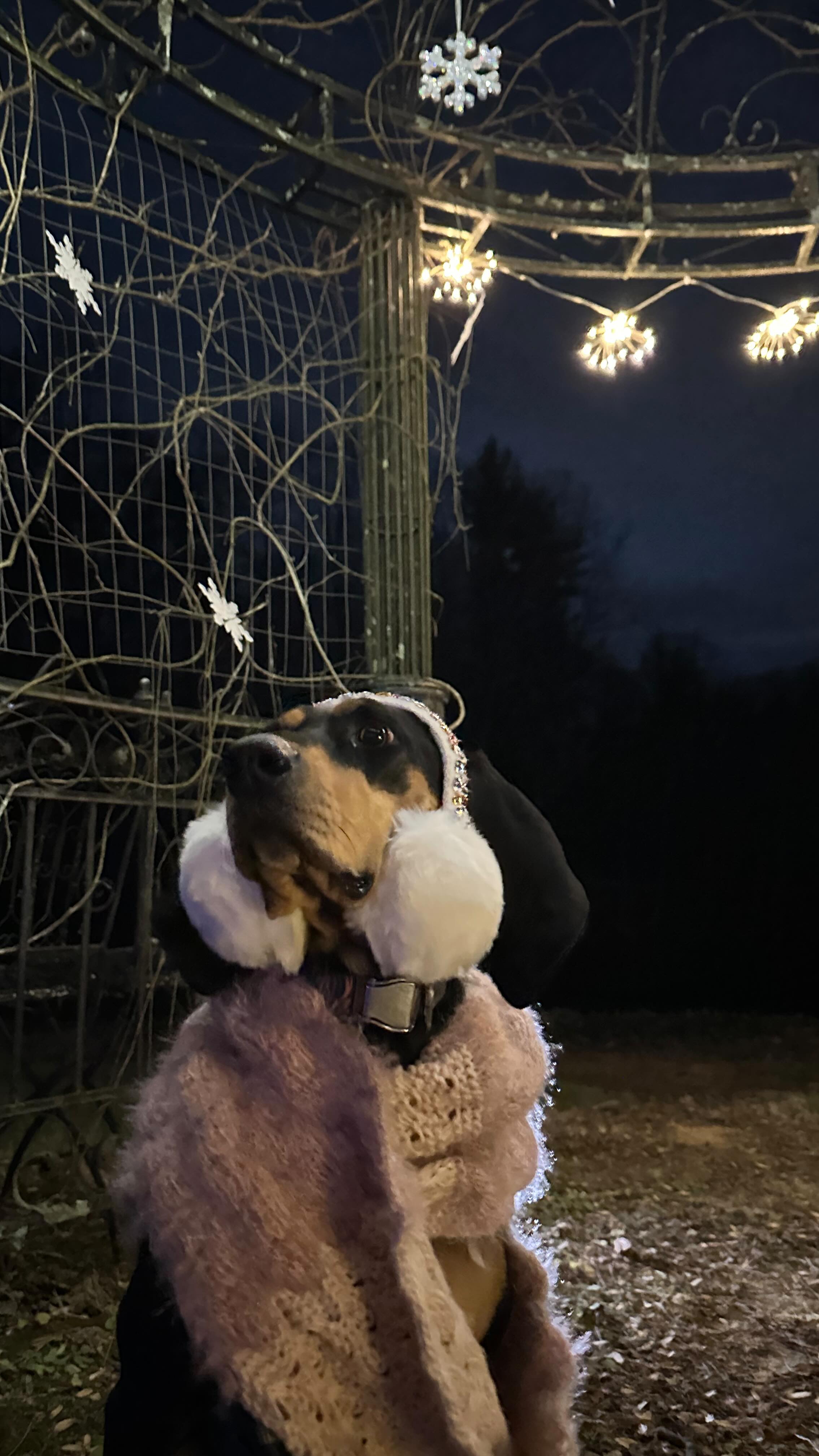 Bubbles got a sneak peek of the Snowzebo🥰🥹
✨Winter PAWderland opens THIS weekend!✨
📅 Fri, Dec 5th, opening night!
🍕 @floweringrockfarmnc will be here slinging their delicious pizza THIS Friday only!
🎟️ Sliding scale entry: $0–$20 per car. Seriously! $0, $5, $10, $15 or $20. We want everyone to enjoy some QT with their dog💖
🐾 BONUS!! We’re collecting dog/cat food + treats for @sargesanimalrescue ‘s Community Pet Food Pantry—PLEASE bring some if it’s doable. If not, that’s okay too!💖
🐶Come make sweet pawliday memories with us✨
More information on 3bsinn.com, under Winter Pawderland Pass. Link in comments.
#dogfriendly #festive #dogsofasheville #winter #asheville #travelwithdogs #dogsofinstagram