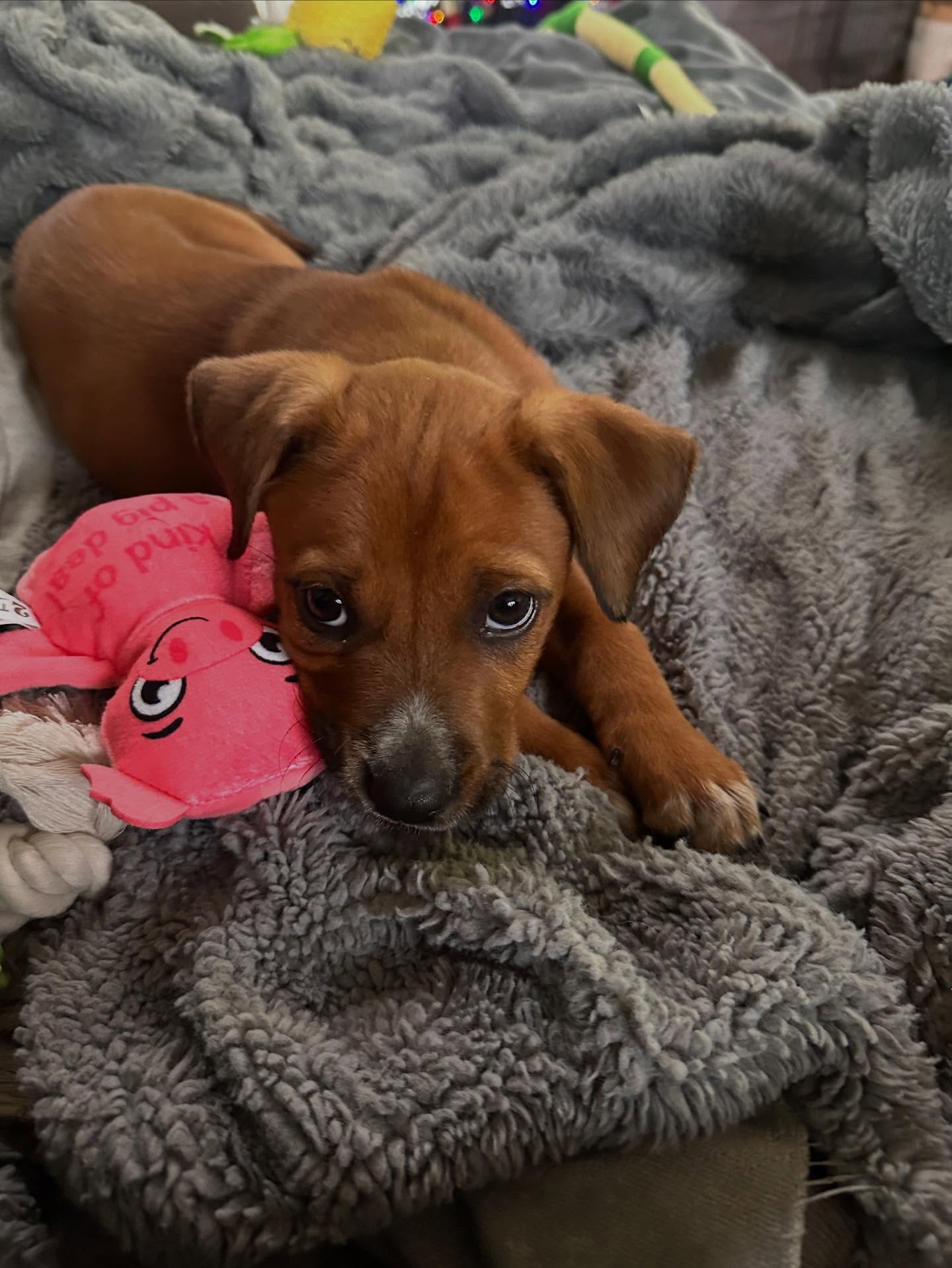 Hazel loving life. She is the sweetest pup. 10 weeks old (best guess). She would be a great addition to any family.
Hazels Story….
A gentleman was sat in his house when a car pulled up on the dirt road in front of his house in SC. He watched as someone threw puppies from the car onto the side of the road. He ran outside but the puppies had already ran off into the field. The next day he heard a noise from under his house and there was Hazel. The only pup that he was able to rescue. 💕🐶 Ollie’s Angels Animal Rescue