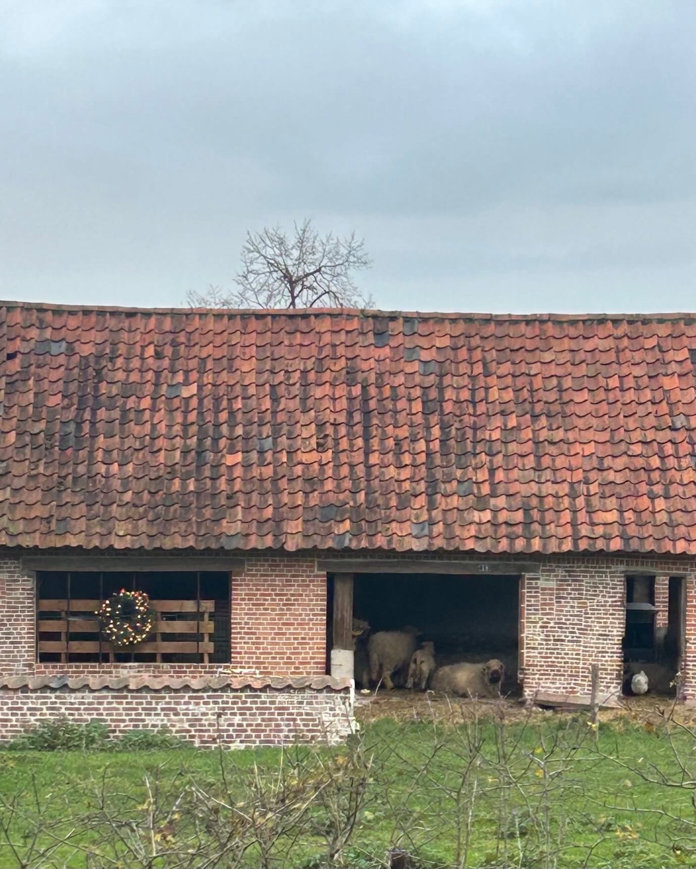 Kerstmodus ☑️ 🎄