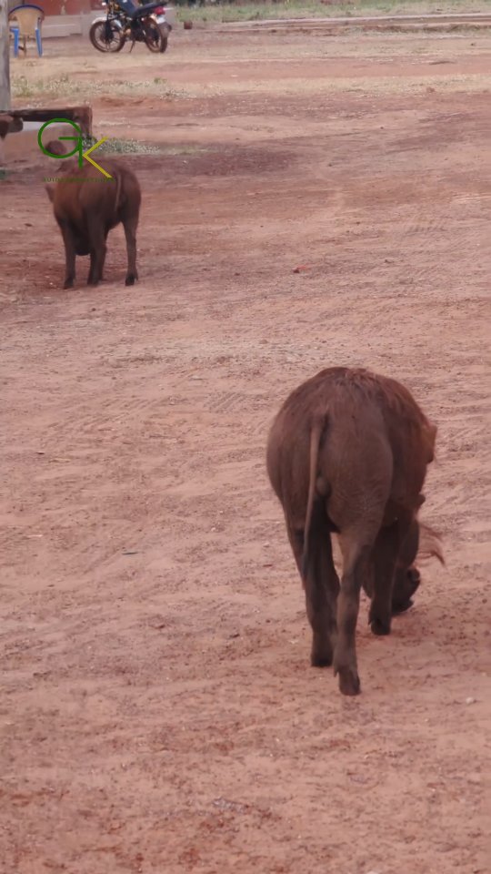 Mole National Park, the ultimate adventure destination in Ghana.
#fypppppppppppppppppppppppppppppppppppppppppppppppppppppppppppppppppppppp #fypシ❤️💞❤️ #tour #safari #travel #lifeisshorttravel #GhanaTours #Ghanatourguide