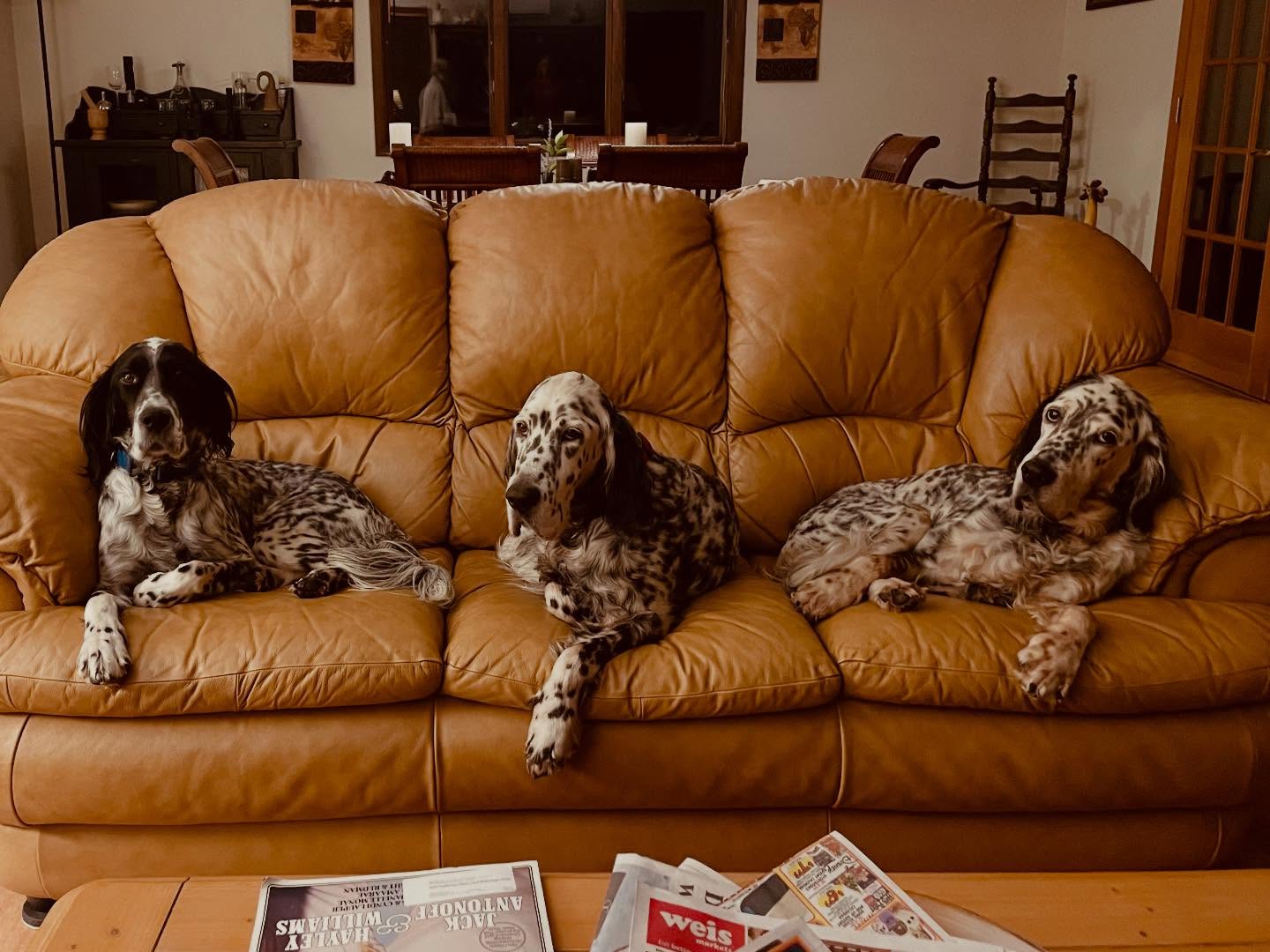 Happy Thanksgiving from our dog family.
#thanksgiving #englishsetters
