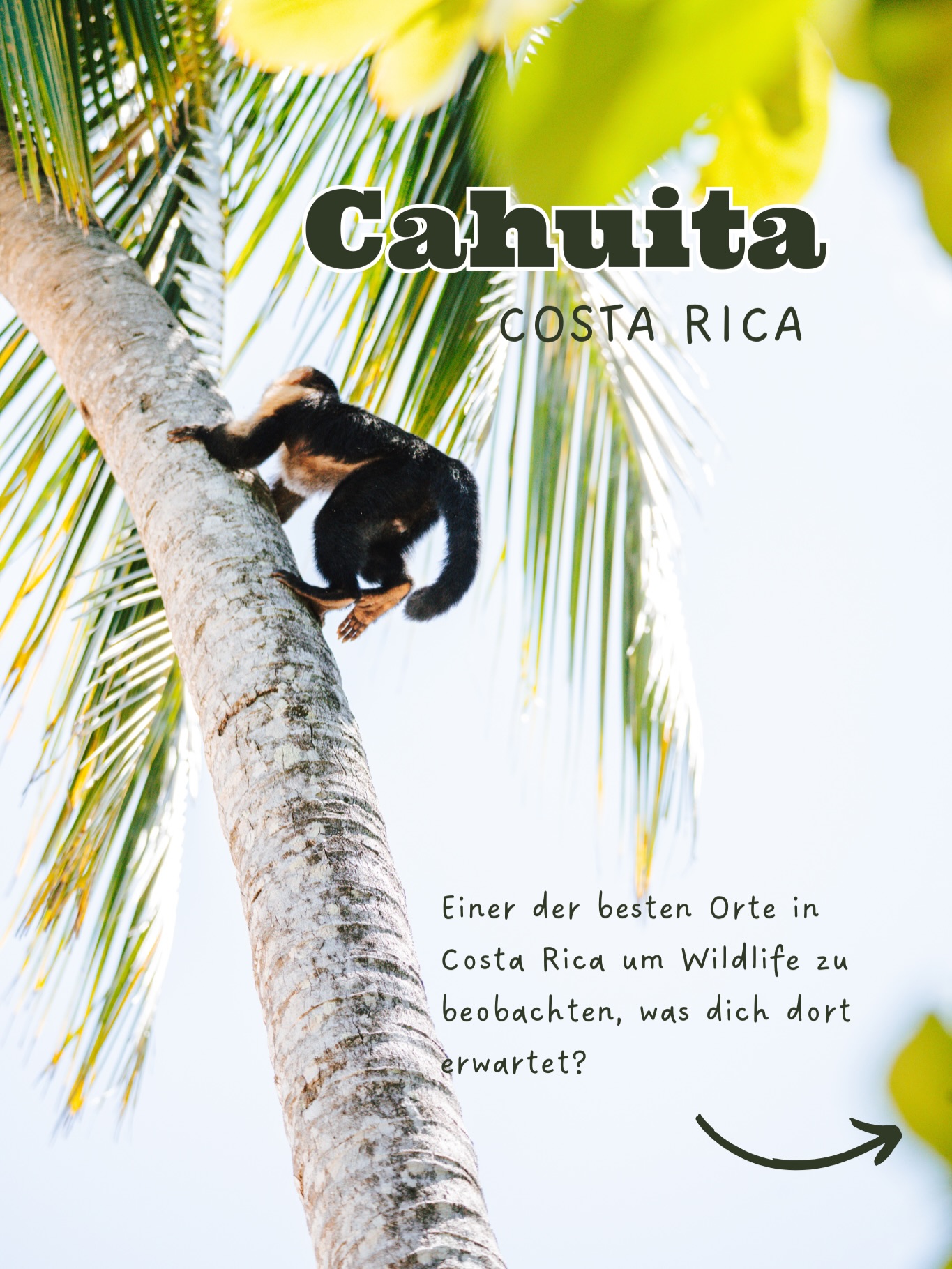 Wenn ihr uns fragen würdet, wo wir die meisten Tiere in Costa Rica gesehen haben, dann war es definitiv der Cahuita-Nationalpark. Innerhalb kürzester Zeit haben wir dort unfassbar viele Tiere gesehen. 😍
In dem Park wimmelt es nur so vor Tieren, und es dauert nicht lange, bis man die ersten Affen sieht. Bei uns hat es keine zehn Minuten gedauert. Vor allem viele Kapuzineraffen sind dort unterwegs – aber Achtung: Passt gut auf eure Sachen auf! Sie sind ziemlich neugierig und haben versucht, unsere Rucksäcke zu klauen, während wir im Wasser schwimmen waren. 😅
Außerdem begegnet man dort einer Menge verschiedenster Echsen und mit etwas Glück auch Faultieren. Die Chancen, in dem Park ein Faultier zu sehen, sind sehr hoch! 😍
Aber auch ohne die Tiere lohnt sich ein Besuch. Der Wanderweg durch den Park ist wunderschön, und man kommt immer wieder an paradiesischen Stränden vorbei, die zum Schwimmen einladen.
Tipp: Der Nationalpark hat zwei Eingänge. Es lohnt sich, von Cahuita aus in den Nationalpark zu gehen – wir finden, das ist die schönere Seite, und den Eintritt zahlt man auf Spendenbasis.
Welche der Tiere, die wir dort gesehen haben, würdet ihr gerne einmal sehen?
#costaricawildlife #costarica #mittelamerika
Costa Rica Reise | Costa Rica National Parks | Costa Rica Reise Tipps | Wildtier Fotografie