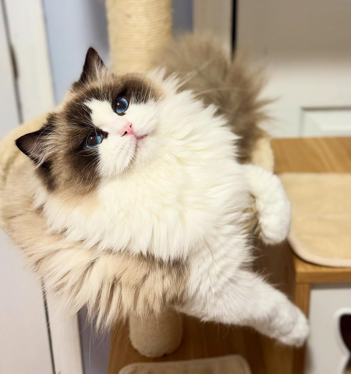 Nolana is simply purrfection 🩷🩷
•
•
•
•
•
•
•
•
•
•
#ragdoll #cats #ragdollcat #cat #catsofinstagram #ragdollsofinstagram #ragdollkitten #NJ #ragdollworld #kitten #catstagram #instagram #ragdolllovers #catlife #catlovers #kittens #ragdolls #ragdollcats #instacat #catlover #ragdolllove #ragdollcatsofinstagram #fyp #catoftheday #kitty #kittensofinstagram #kitten #blueeyes