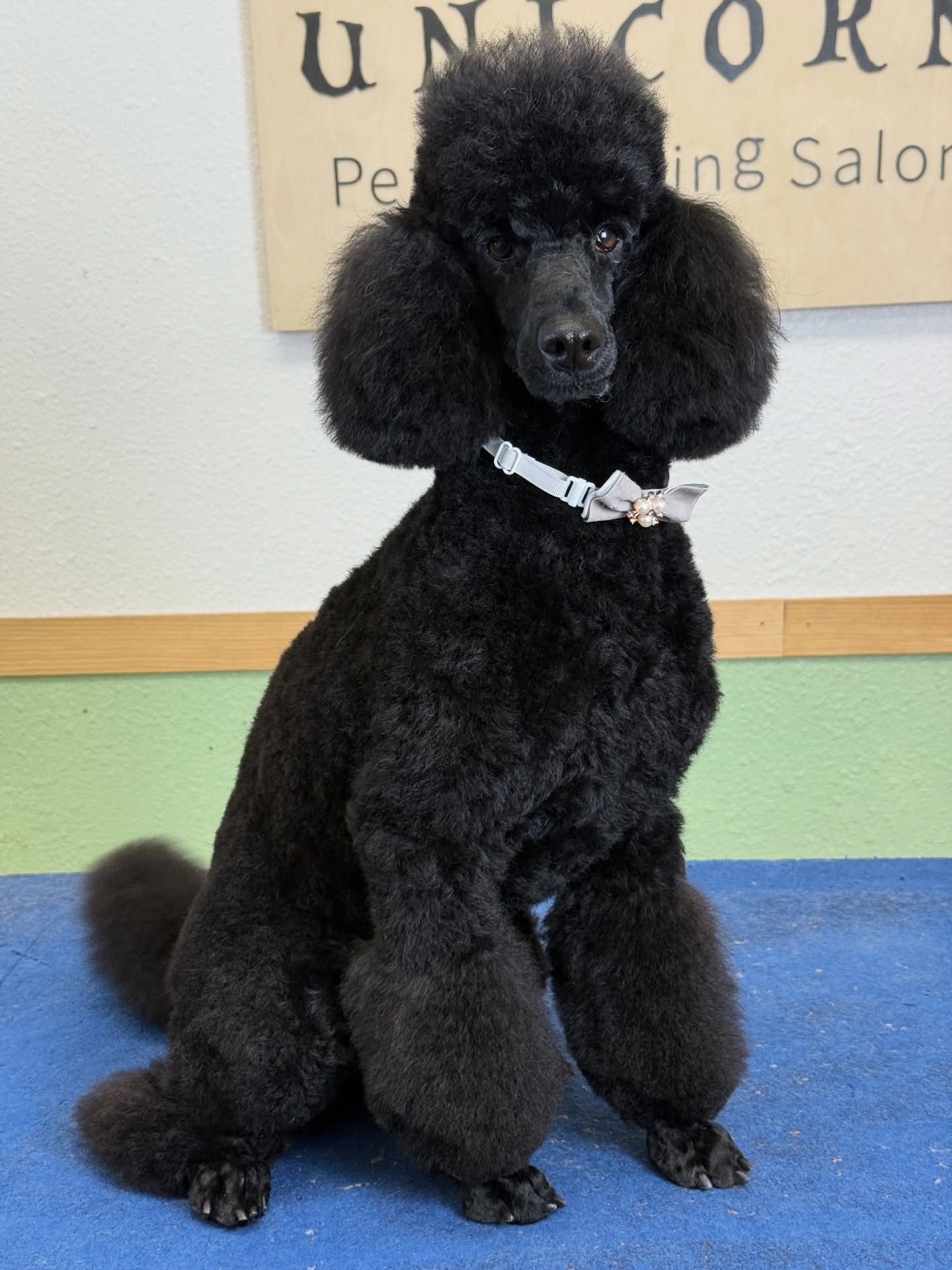 Luxury grooming for pets who deserve nothing but the best. 🌟
From stylish trims to gentle care, we ensure every detail is perfect.
📍 18582 Beach Blvd STE 8C, Huntington Beach, CA 92648
📞 Call/Text: 949-508-9155
✨ Don’t wait—click the link in our bio to schedule your pet’s luxury grooming experience!
💻 https://www.unicornpetsalon.com/meetus
#bestgroomer #doggroomers #doggroomersalon #doggrooming #doggroominglife #doglovers #dogoftheday #groomer #groomersofinstagram #grooming #haircut #petgroomer #petgroomers #petgrooming #petstylist #poodle #poodlegram #poodlegrooming #poodlelife #poodlelover #poodleoftheday #poodlepuppies #poodlepuppy #poodles #poodlesofinstagram #poodletoday #puppiesofinstagram #puppylove #spoo #toypoodle