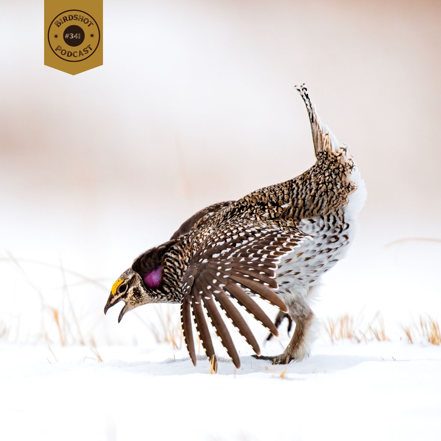 🎙 NEW EPISODE #341 | Ted Koch returns for a wide-open conversation about prairie grouse, rangelands, and the grassland ecosystems that quietly shape so much of our upland world. We dig into what’s happening on the prairie, why it matters, how ranching ties into habitat health, and what informed hunters should understand as advocates for these landscapes.
-
📸 by Grayson Smith
–
🎧 Link in bio to listen + watch
📍 Available on Spotify, Apple Podcasts & YouTube
–
💥 Presented by:
@onxhunt | Use code BSP20 to save 20%
–
💥 Supported by:
@final.rise
@upland_gun_company
@marshwearclothing
@trulockchokes | Use code BS10 to save 10%
_
#birdshotpodcast #uplandhunting #prairiegrouse #sharptails #sagegrouse #grousehunting #conservation #rangelands #publiclands #birdhunters #onxhunt