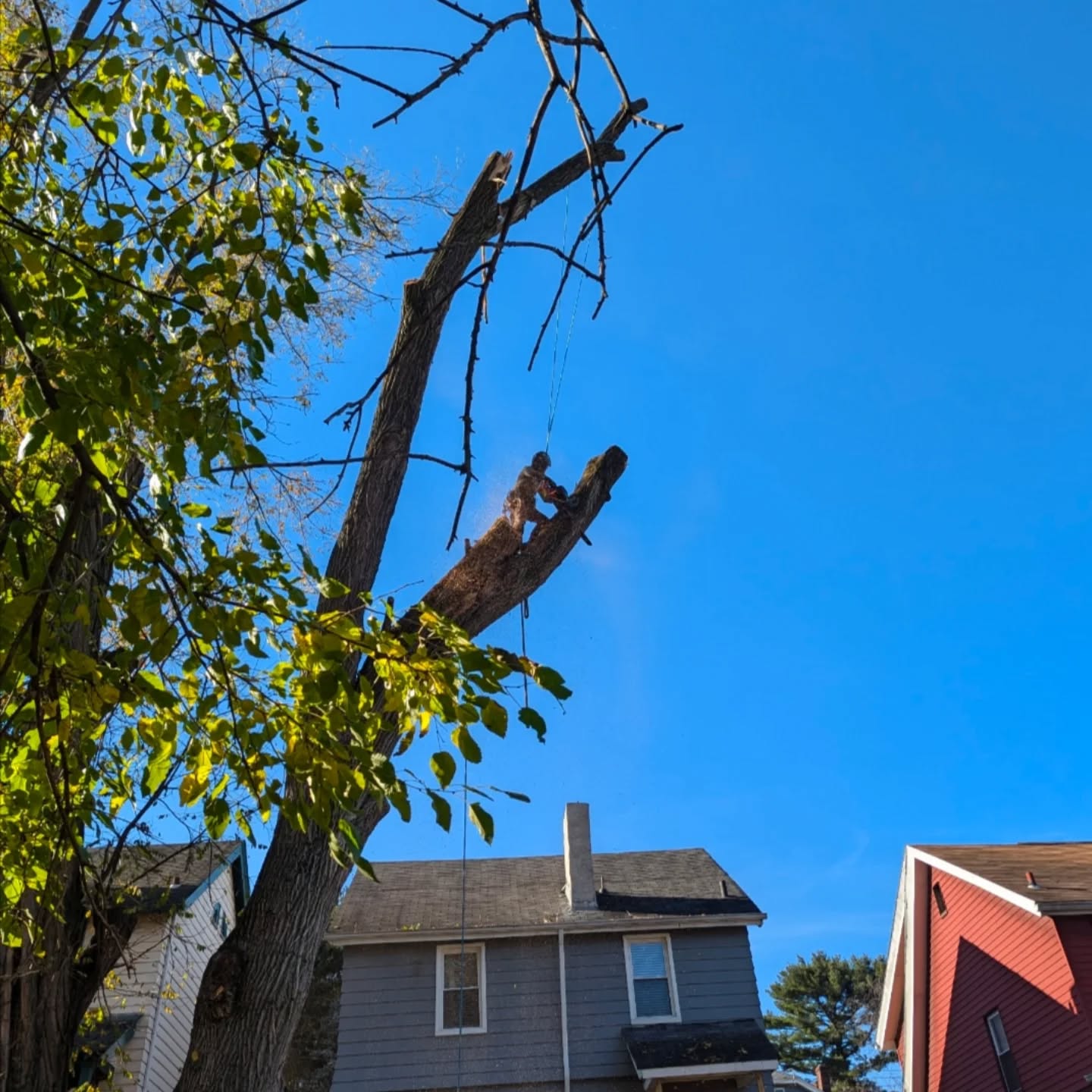 Haven't posted in a bit Some cool photos of some cool guys. #arborist #treeservice #treeremovals #treeclimbing #arboristsofinstagram