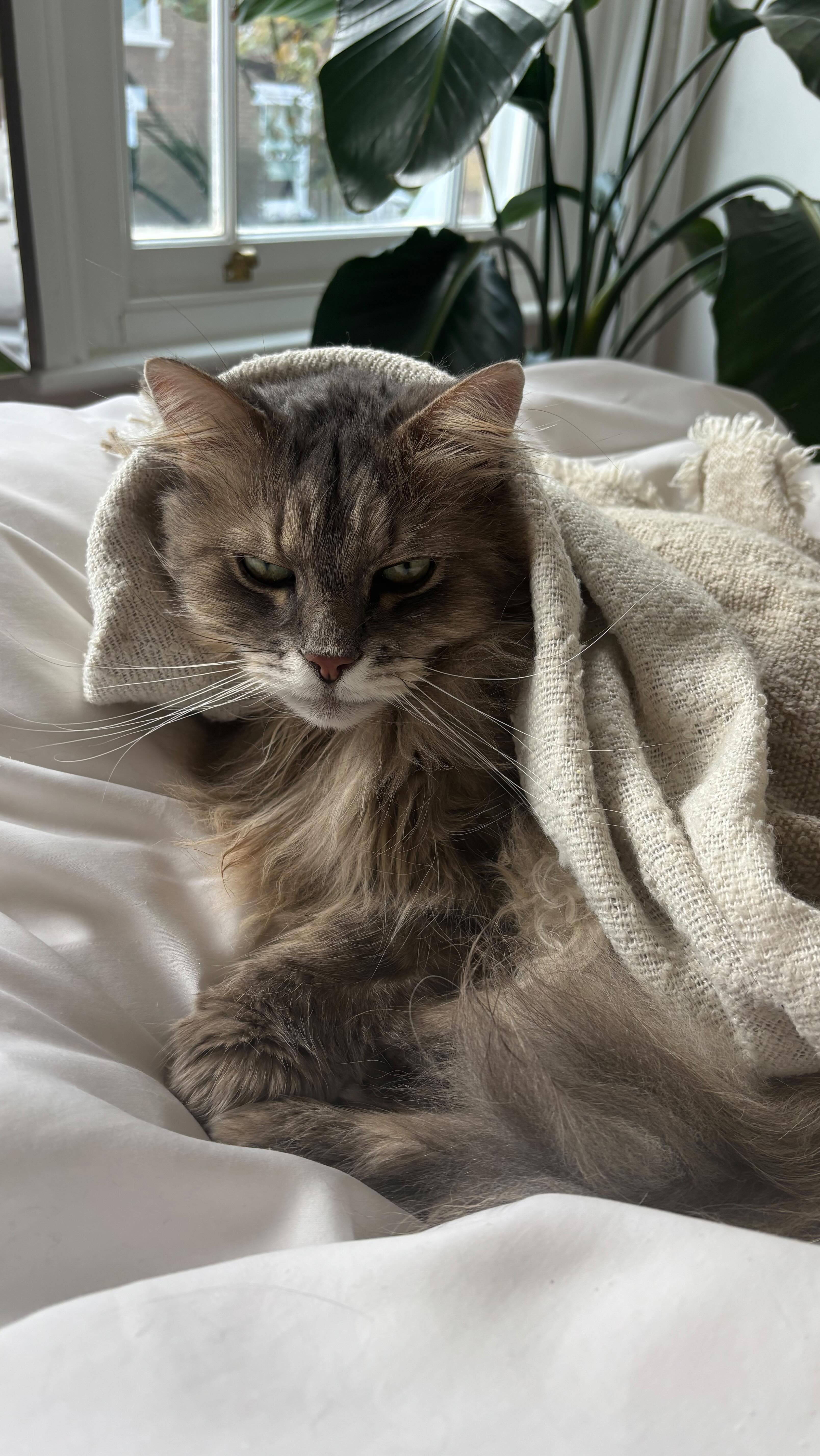 Turns out he was just hungry🙄