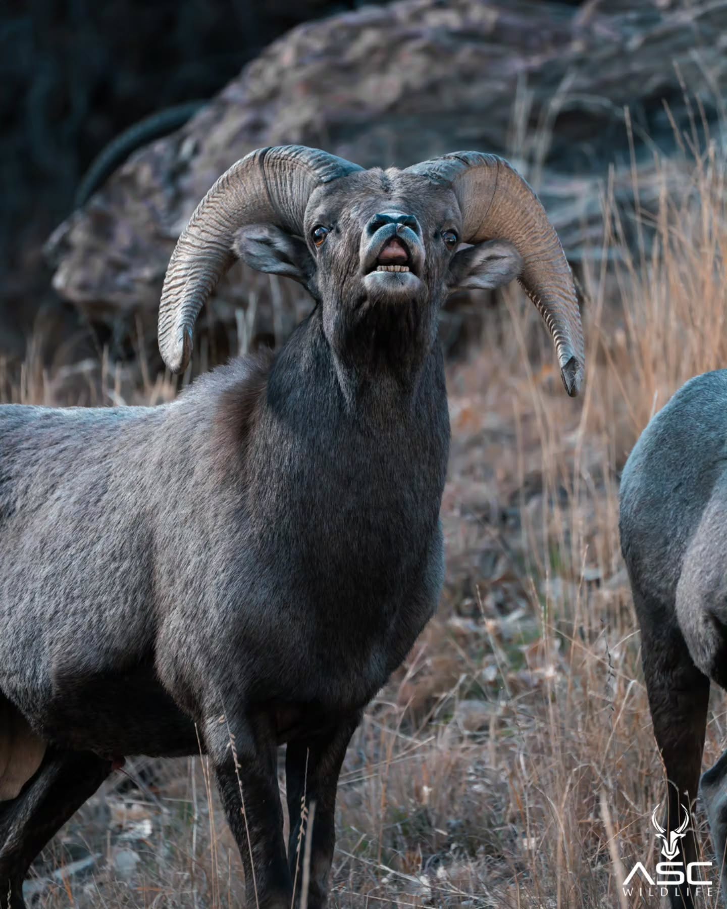 Smells like a good time to this Ram. He was heavily pursuing an Ewe and was locked onto her sent. These animals never cease to amaze me. 🙏
Photography by @ascwildlife
.
.
#wildlifephotography #naturelovers#coloradowildlife #rockymountains #ram #bighornsheep