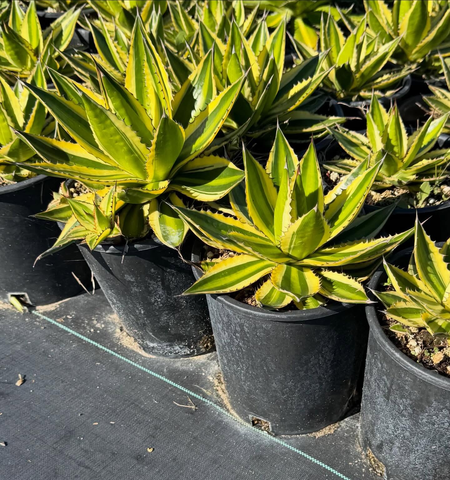 #SucculentSunday - Agave ‘Quadricolor’ is a striking succulent known for its variegated green, yellow, and cream stripes bordered by a bold red edge. It adds instant color and serves as a beautiful focal point in any landscape.
Expected Growth: 1-2 feet wide by 1-2 foot tall
Currently available in 1 gallons at West Covina Nurseries. Place your order today! (805) 964-8270