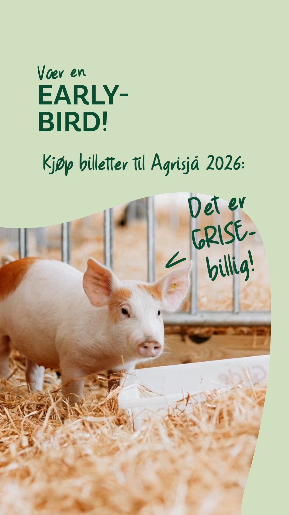 Vær en early-bird, nå er det godpris på billetter til Agrisjå 2026🐷 💚 Det er GRISE-billig! #earlybird #agrisjå2026