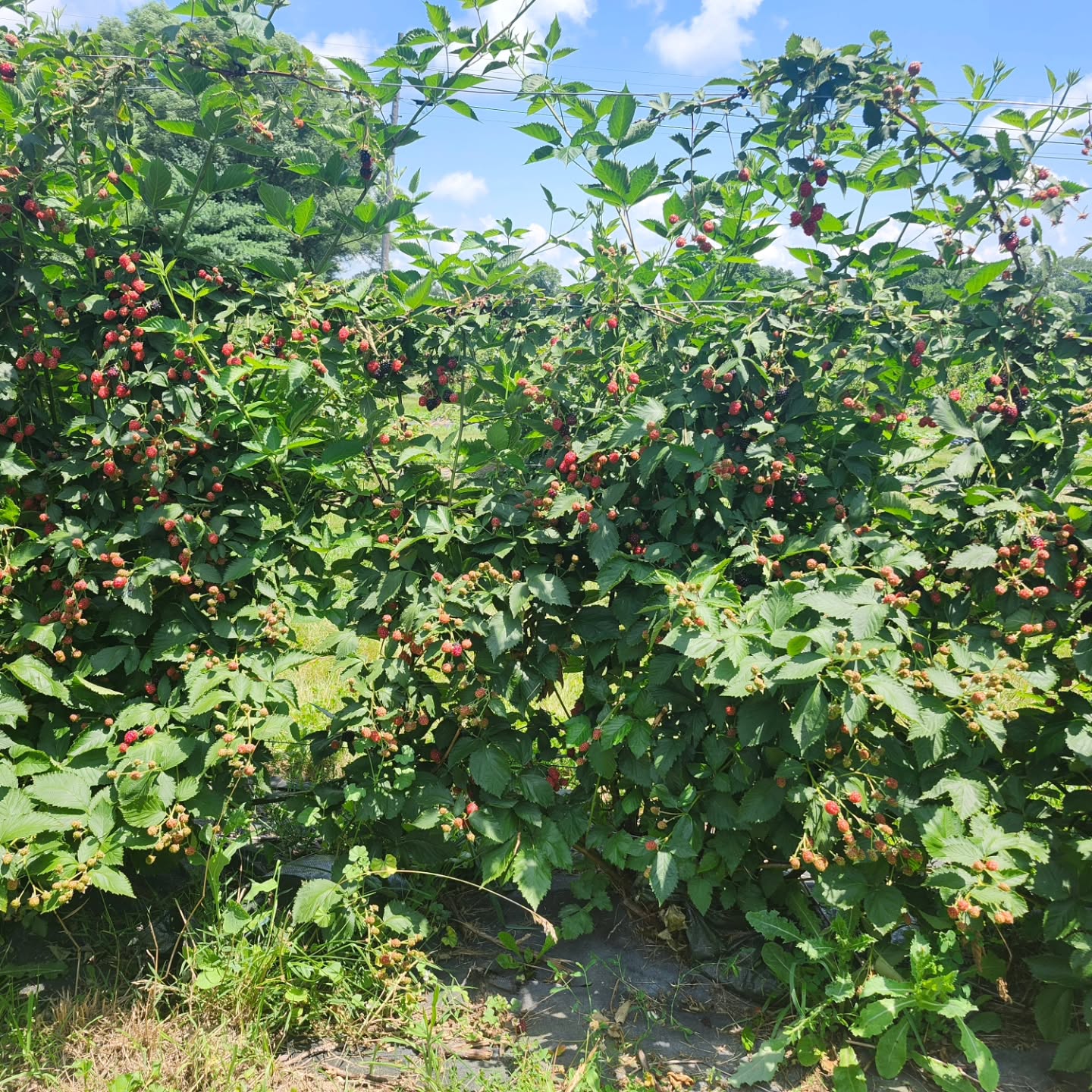 Just in time we covered the blackberries! We cover the blackberries to protect them from frigid temperatures so they will have a bountiful crop in 2026. The series of pictures show the process- from beautiful berries to the plants being tucked under covers for the winter. Lots of pruning and tying canes to the trellis is done after the crop is off; then we move the sandbags, spread the covers over the plants and place sandbags on both sides of the row to keep the cloth in place ( as you know we have a lot of wind at the farm. )
Thanks to our crew who did a lot of strenuous work- Aaron, Alyssa, Roy, Andrew Mike and Sammy! See you in June for raspberries and July for blackberries!