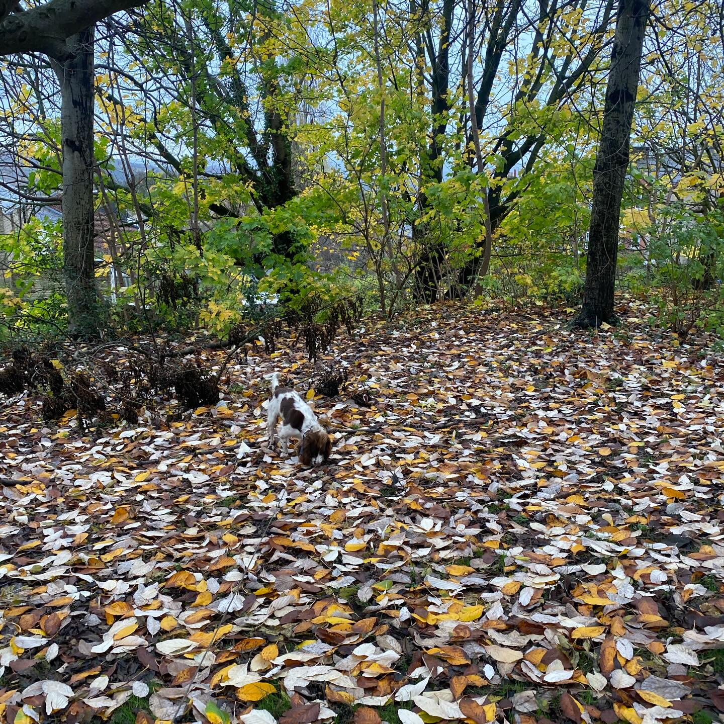 a lil round up ✨
#petsitter #petsofinstagram