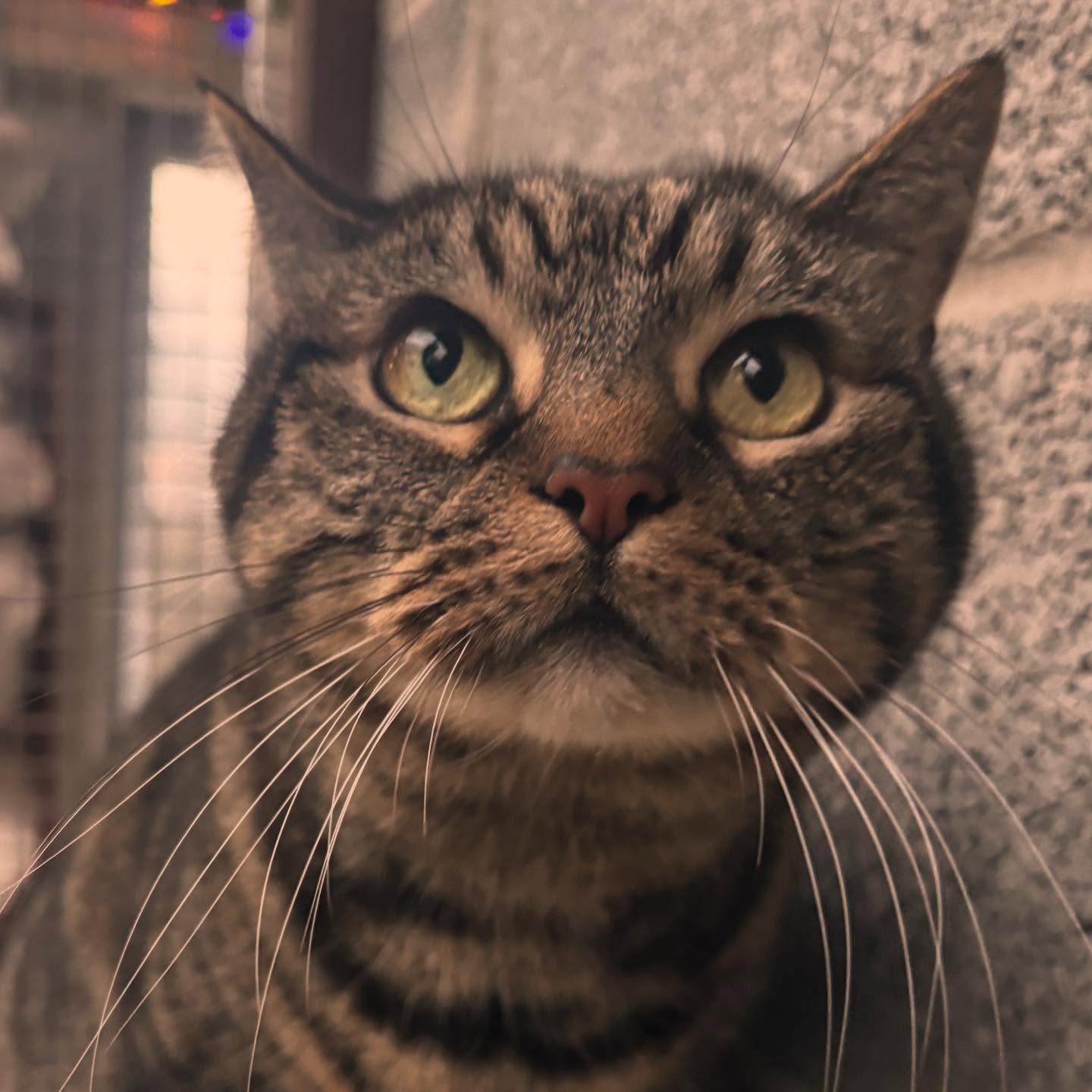 🤎🖤🤎 Barney & Blu have been back with us again! 📸 Beauuuutiful cats who love a cuddle and a catty-kiss! 😻👅