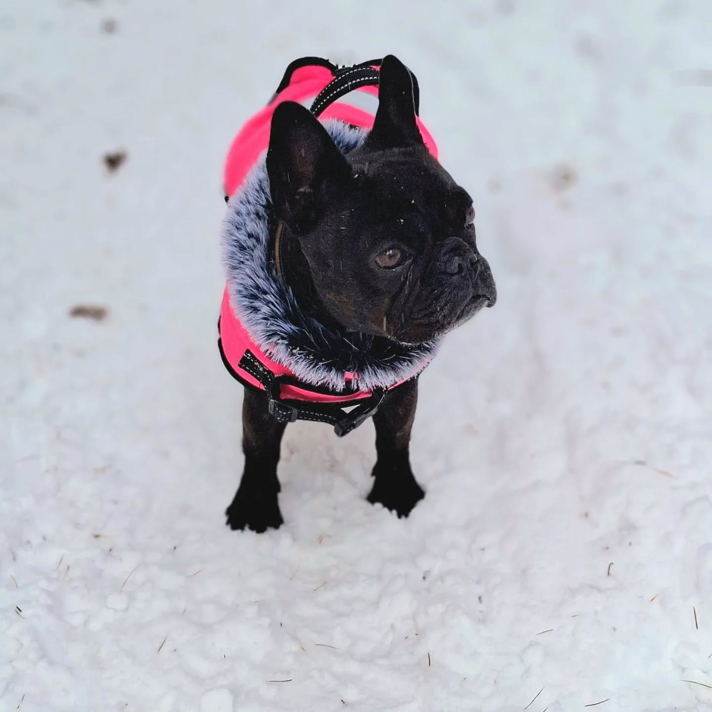 💫 Ralentir n’est pas un luxe — c’est une stratégie énergétique.
Suki
➡️ Leçon de l’hiver : avancer au rythme de son énergie.
Parce qu’il n’y a que les humains pour croire qu’il faut courir tout le temps. 🐾❄️
Ensemble
➡️ S’entourer de ce qui réchauffe le cœur et apaise l’esprit…
C’est aussi ça, prendre soin de soi.
Merveilleuse Nature
➡️ Et se rappeler que la clarté revient toujours… quand on lui laisse l’espace de se poser. 🌿✨
Récemment au milieu de ce décor blanc et silencieux, j’ai réalisé à quel point nos corps savent nous guider… si on leur laisse la place.
Pas besoin d’attendre janvier pour être douce avec toi.
Pas besoin d’un nouveau plan, d’un nouveau challenge, d’un nouveau “prochain lundi”.
Juste… quelques pas dans la neige, un souffle plus profond, un moment avec ceux qui comptent.
C’est parfois tout ce dont ton énergie a besoin.
🌿 Et toi, comment est-ce que ton corps t’invite à ralentir en ce moment ?
#LeadershipFéminin #Équilibre #SantéHolistique #Vitalité #FitLeaderPro #BienÊtre #Présence #Hiver #EnergieFéminine #IsabelleCurratCoaching #VivreAvecLesSaisons