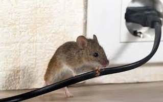 Attention aux rongeurs ! ⚠️
Les rats et souris ne se contentent pas de courir partout… ils peuvent ronger vos fils électriques, vos câbles et même provoquer des risques d’incendie ! 🔌🔥
💡 Prévention rapide = sécurité maximale
Inspectez régulièrement votre maison ou vos locaux.
Ne laissez pas de nourriture accessible.
Intervenez dès les premiers signes d’infestation.
Ne laissez pas ces petits intrus causer de grands dégâts. Agissez vite et protégez vos biens et votre sécurité ! 🐭🚫
#SécuritéMaison #PréventionRongeurs #ProtectionCâbles #StopInfestation