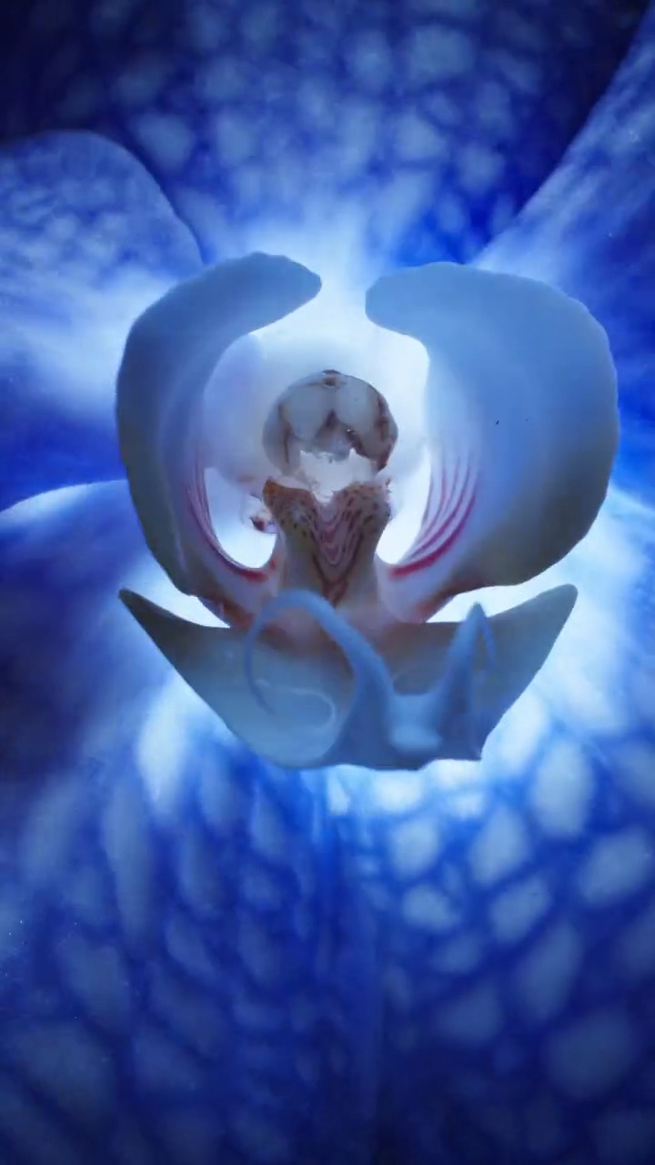 La forza dell’Orchidea racchiusa in un trattamento unico.
Guerlain Orchidee Impériale è una carezza preziosa che avvolge la pelle di giovinezza e luminosità.
Ti aspettiamo in Profumeria Lorenzi, storica boutique di nicchia a Milano e rivenditore ufficiale Guerlain, per scoprire tutta la magia della sua formula iconica.
#profumerialorenzi #GuerlainFragrance #bottegastorica #profumeriaartistica #profumeriadinicchia #profumeriamilano #AntiAging