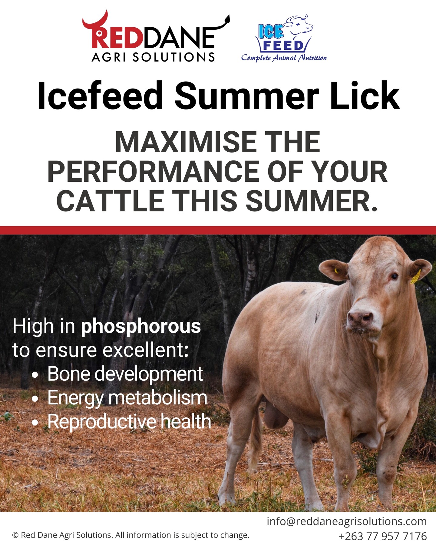 In stores from tomorrow, the Icefeed Summer Lick!
Many soils in Zimbabwe are naturally low in phosphorous, which is crucial for bone development, energy metabolism and reproductive health.
Loaded with phosphorous and other vitamins and minerals, this lick is the perfect accompaniment to your summer grazing to ensure there are no hidden deficiencies that will reduce the performance of your livestock!
#icefeed #stockfeed #zimbabwebeef #zimbabwecattle #zimbabwelivestock #livestocksupplements #phosphoroussupplement #summergrazing #zimbabwefarming #reddaneagrisolutions #wearelivestock